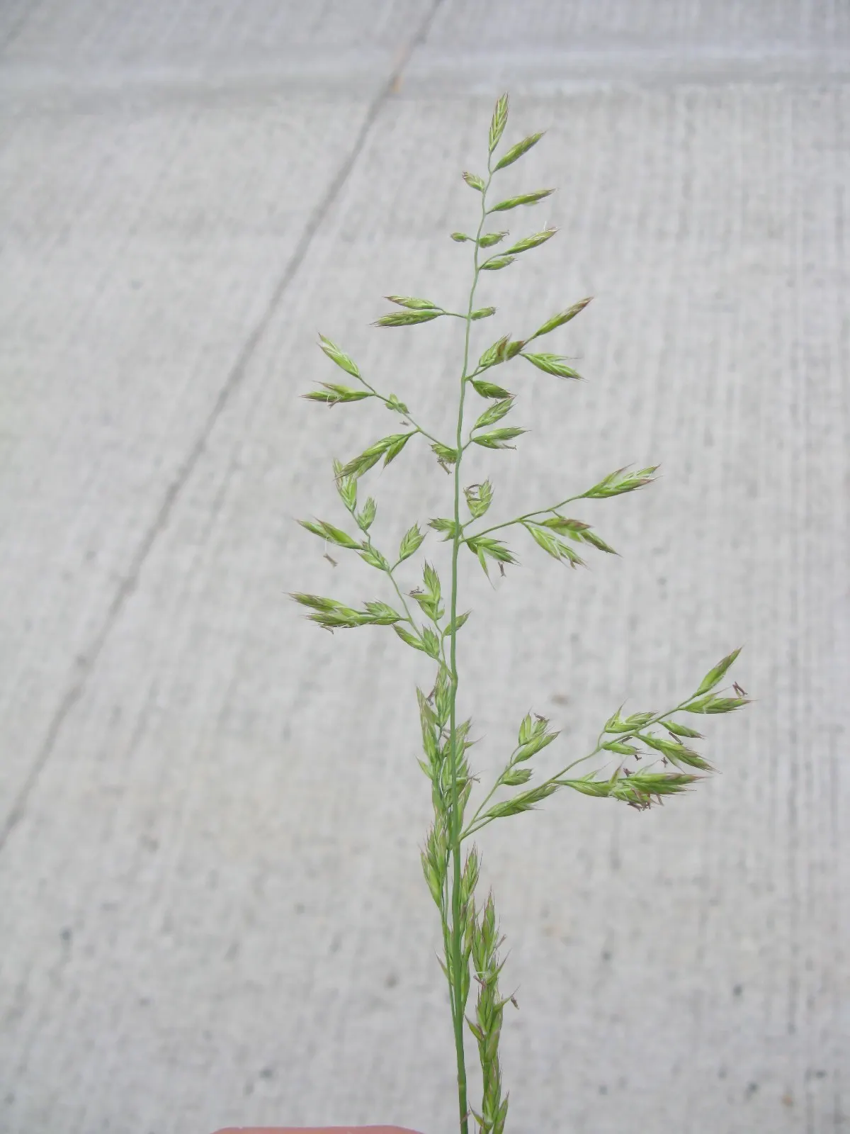 Tall Fescue (Festuca Arundinacea) — Requires moderate watering