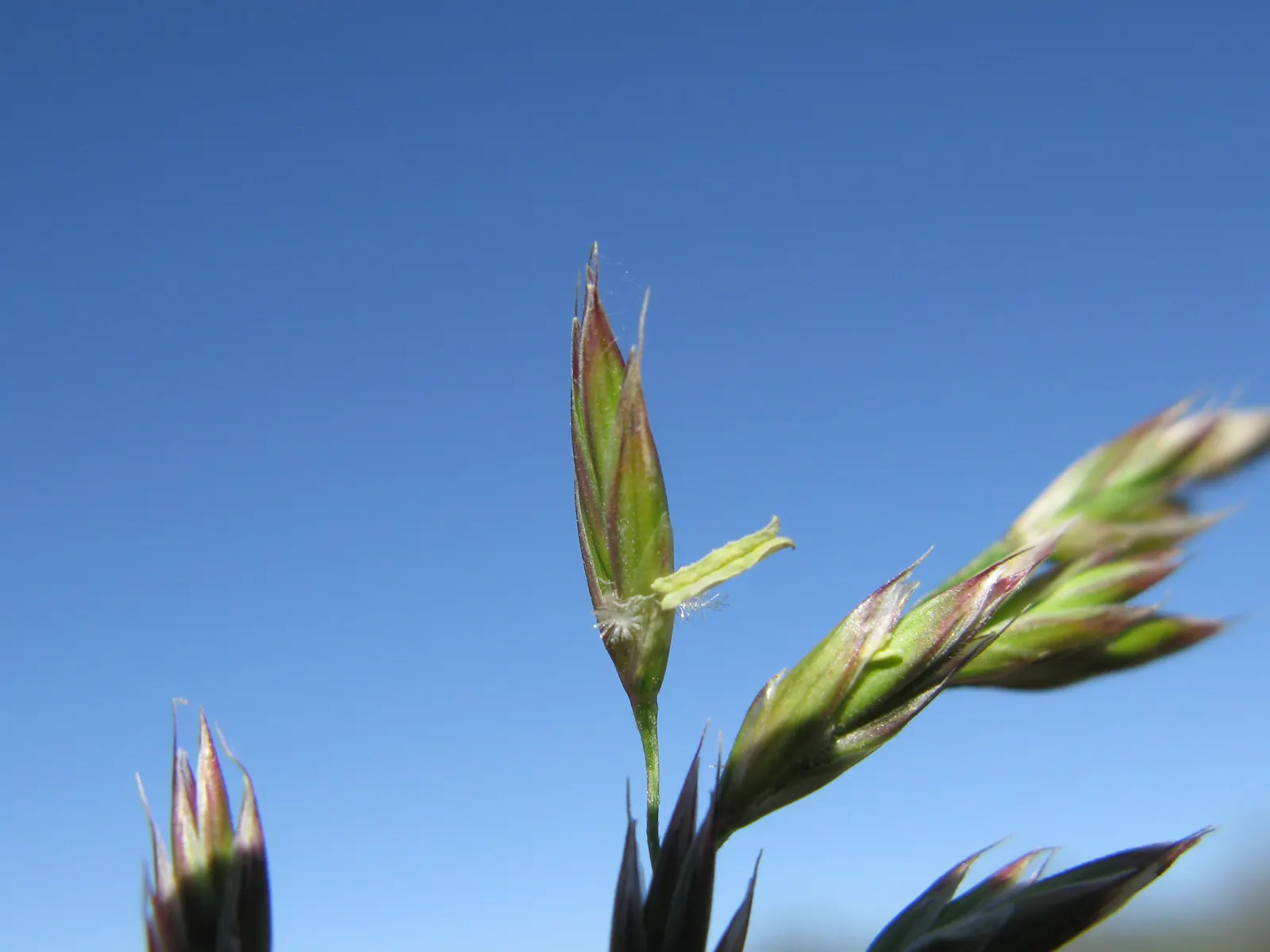 Tall Fescue (Festuca Arundinacea) — ensuring its vigor in a variety of conditions.<br><br>When implemented into landscape designs
