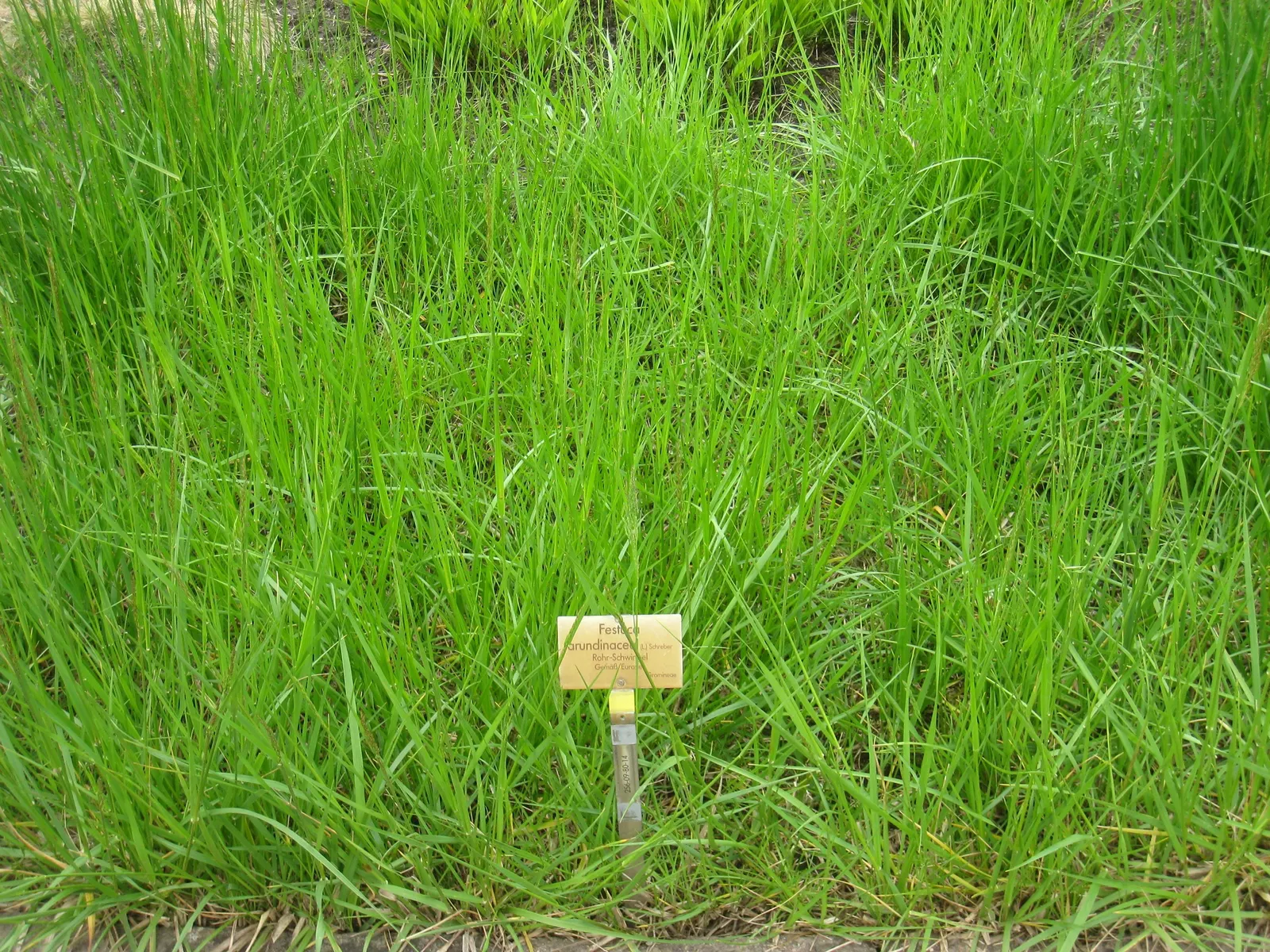 Tall Fescue (Festuca Arundinacea) — this species withstands temperature fluctuations and has good resistance to disease and pests; with a greater resistance to