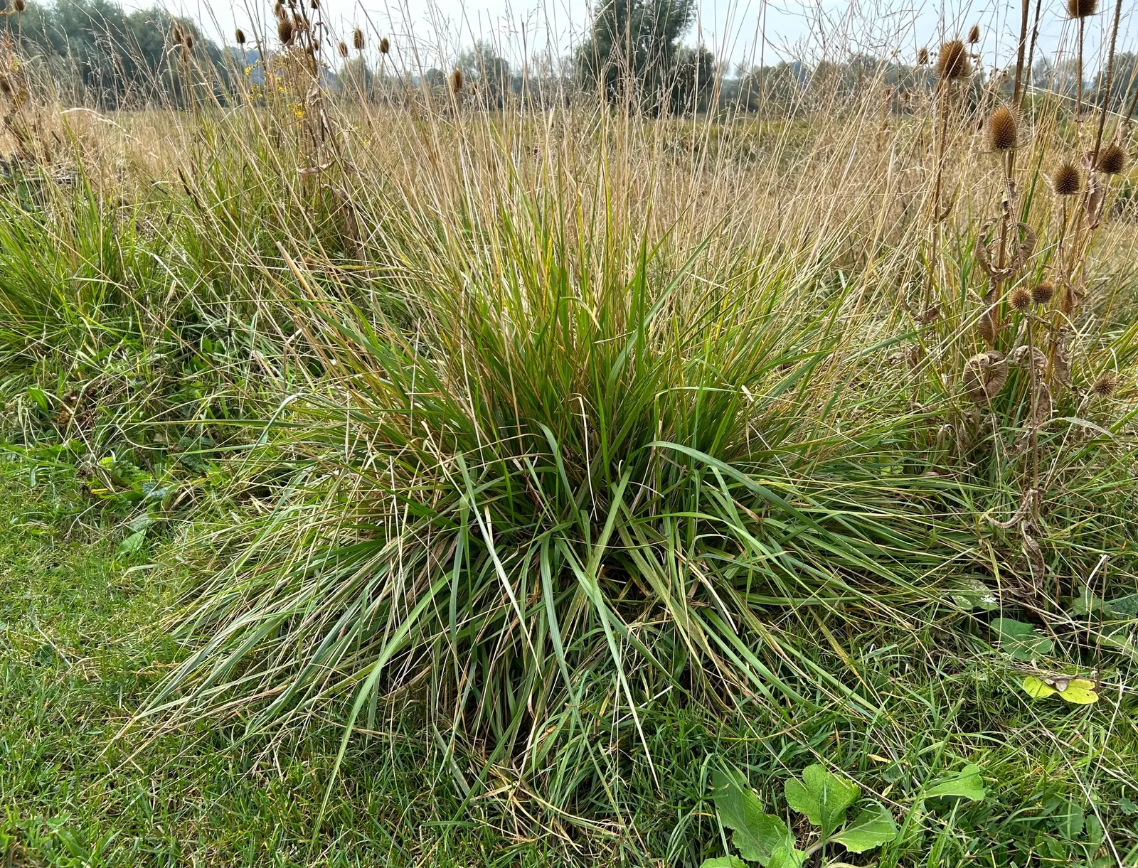 Tall Fescue (Festuca Arundinacea) — courtesy of its deep root system that can extend beyond 2 feet into the soil