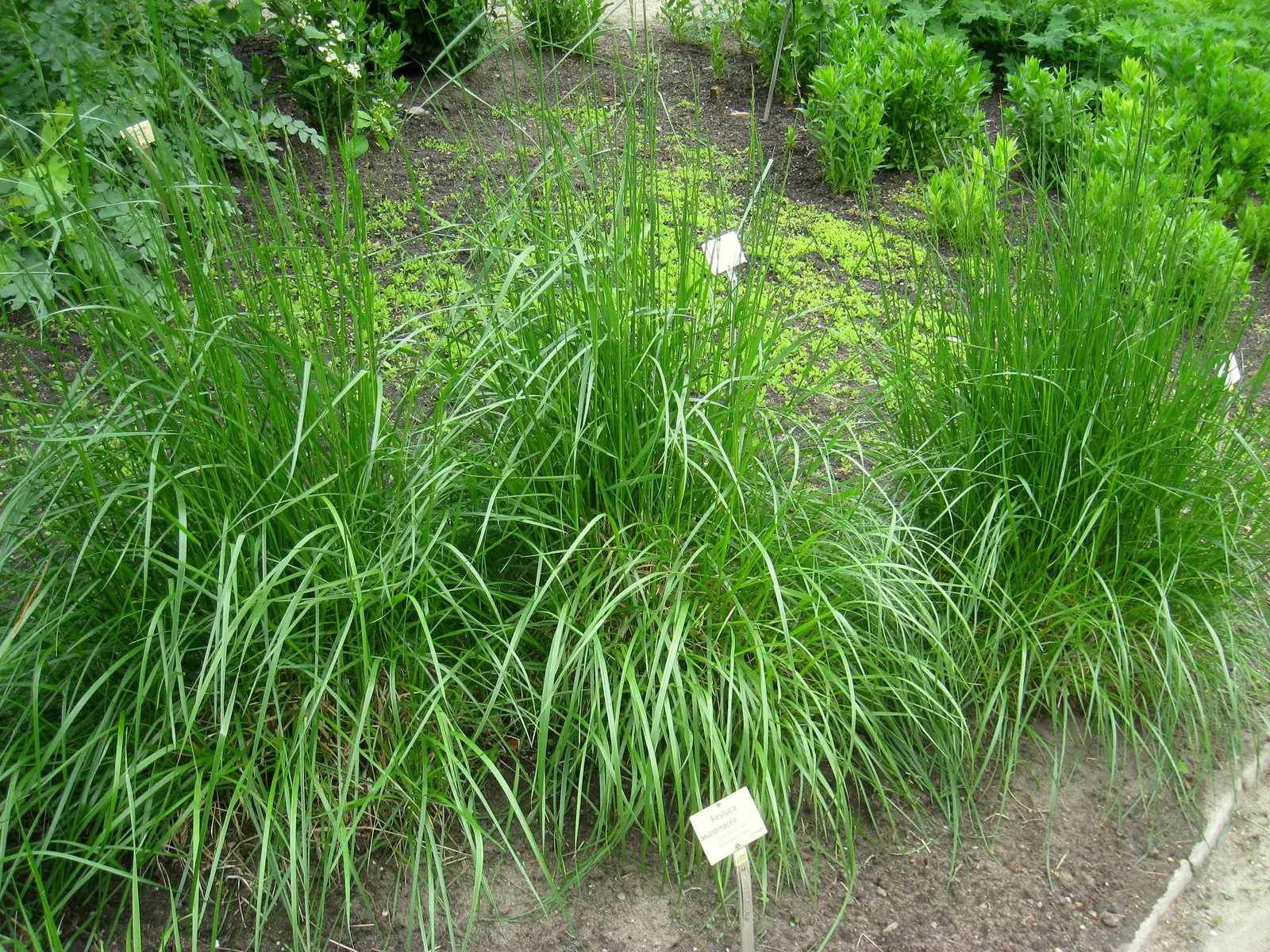 Tall Fescue (Festuca Arundinacea) — Tall Fescue thrives in USDA Hardiness Zones 4 through 7; mowing to a height of 3 inches encourages a healthy