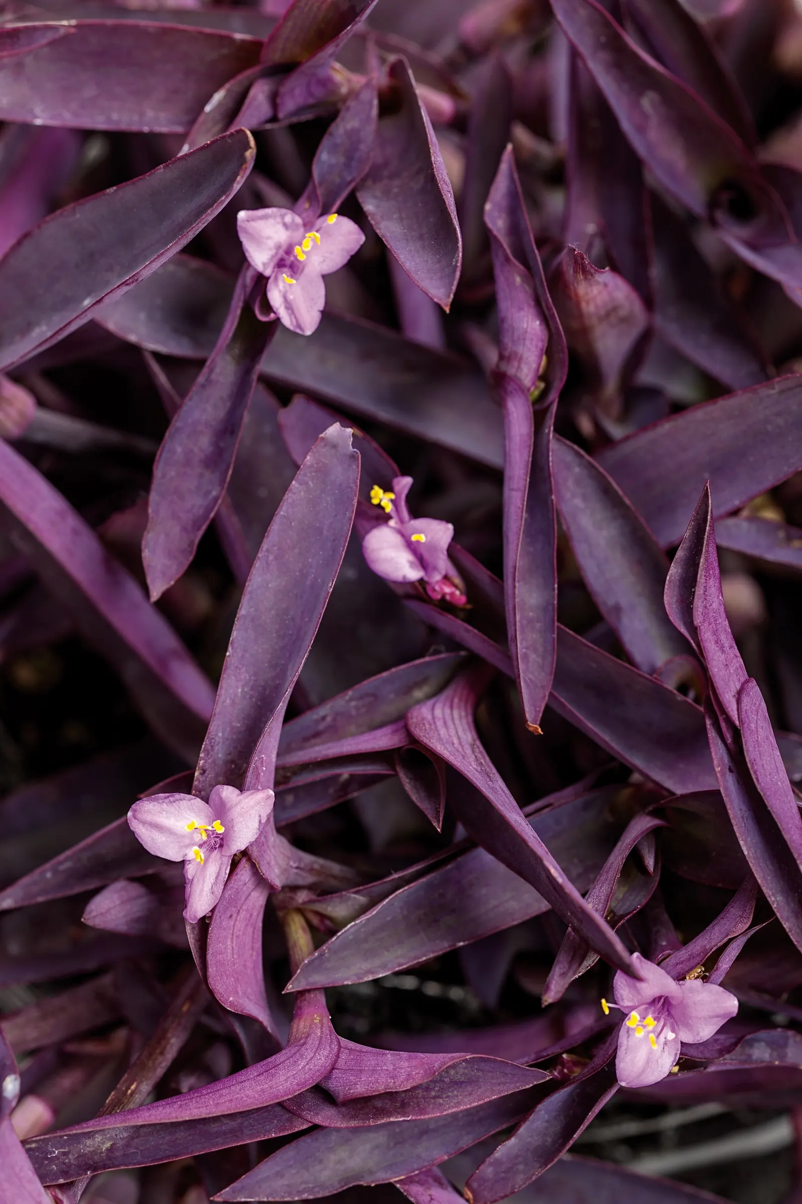 'Purple Queen' Purple Spiderwort (Tradescantia pallida) — It grows 12-18 inches tall and spreads 12-24 inches, forming a low, cascading mass