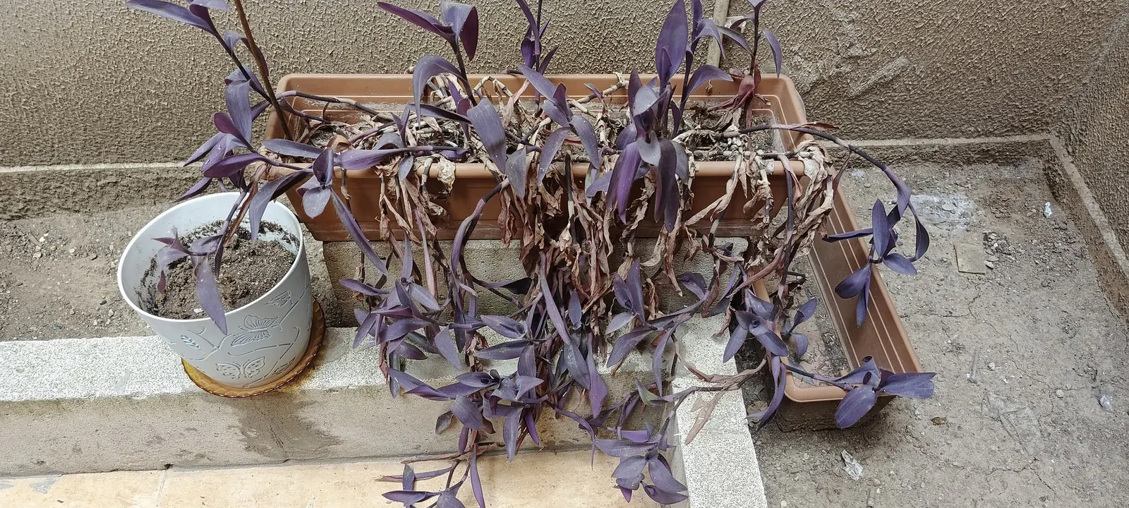 'Purple Queen' Purple Spiderwort (Tradescantia pallida) — with established plantings holding up through heat