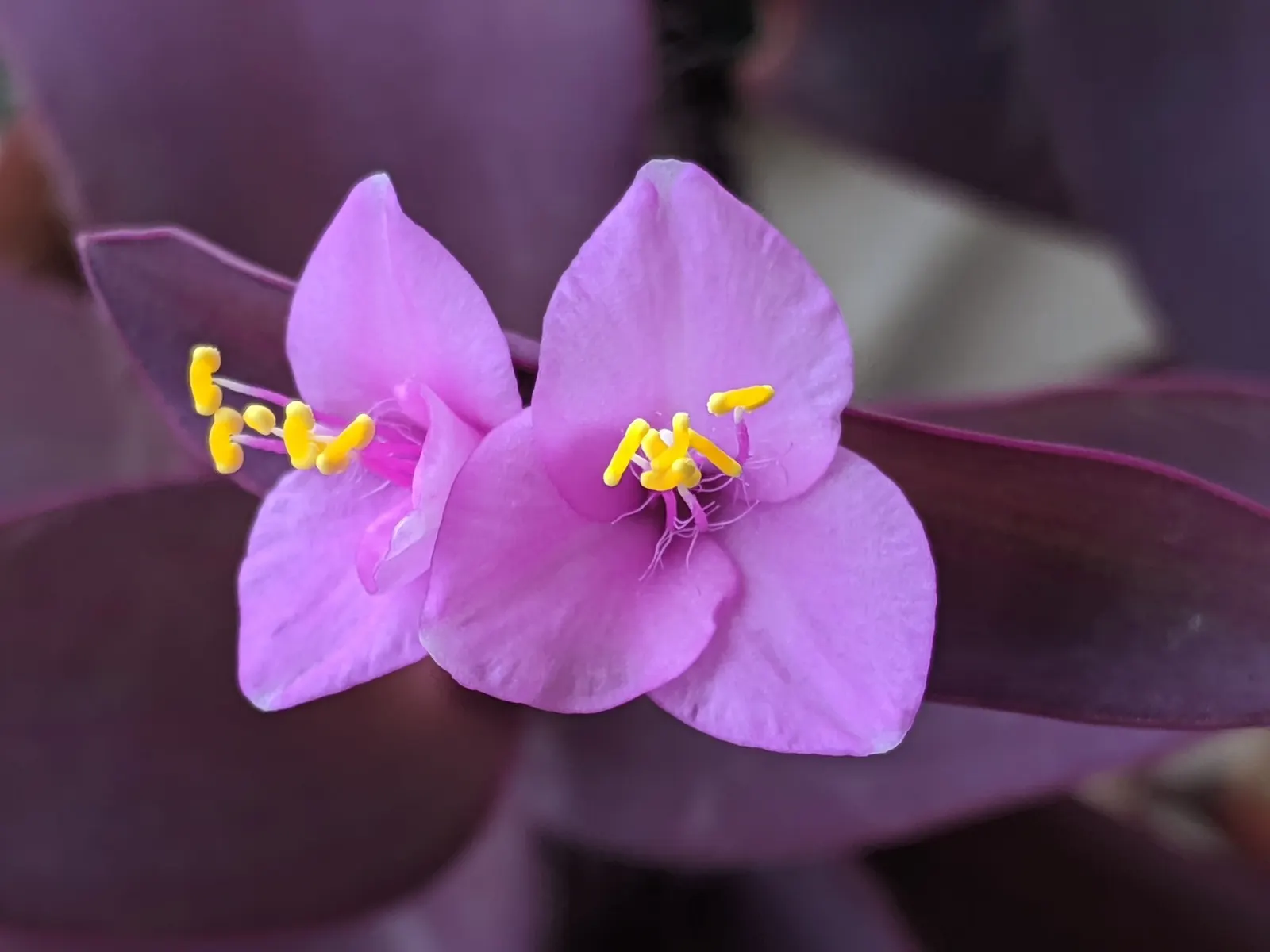 'Purple Queen' Purple Spiderwort (Tradescantia pallida) — where its cascading stems create a lush ribbon of purple over the edge