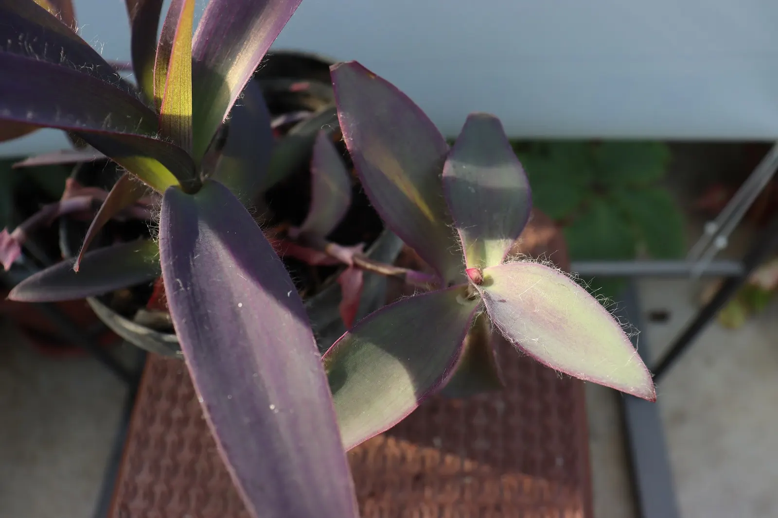 'Purple Queen' Purple Spiderwort (Tradescantia pallida) — Pinching or trimming sparse stems encourages a fuller