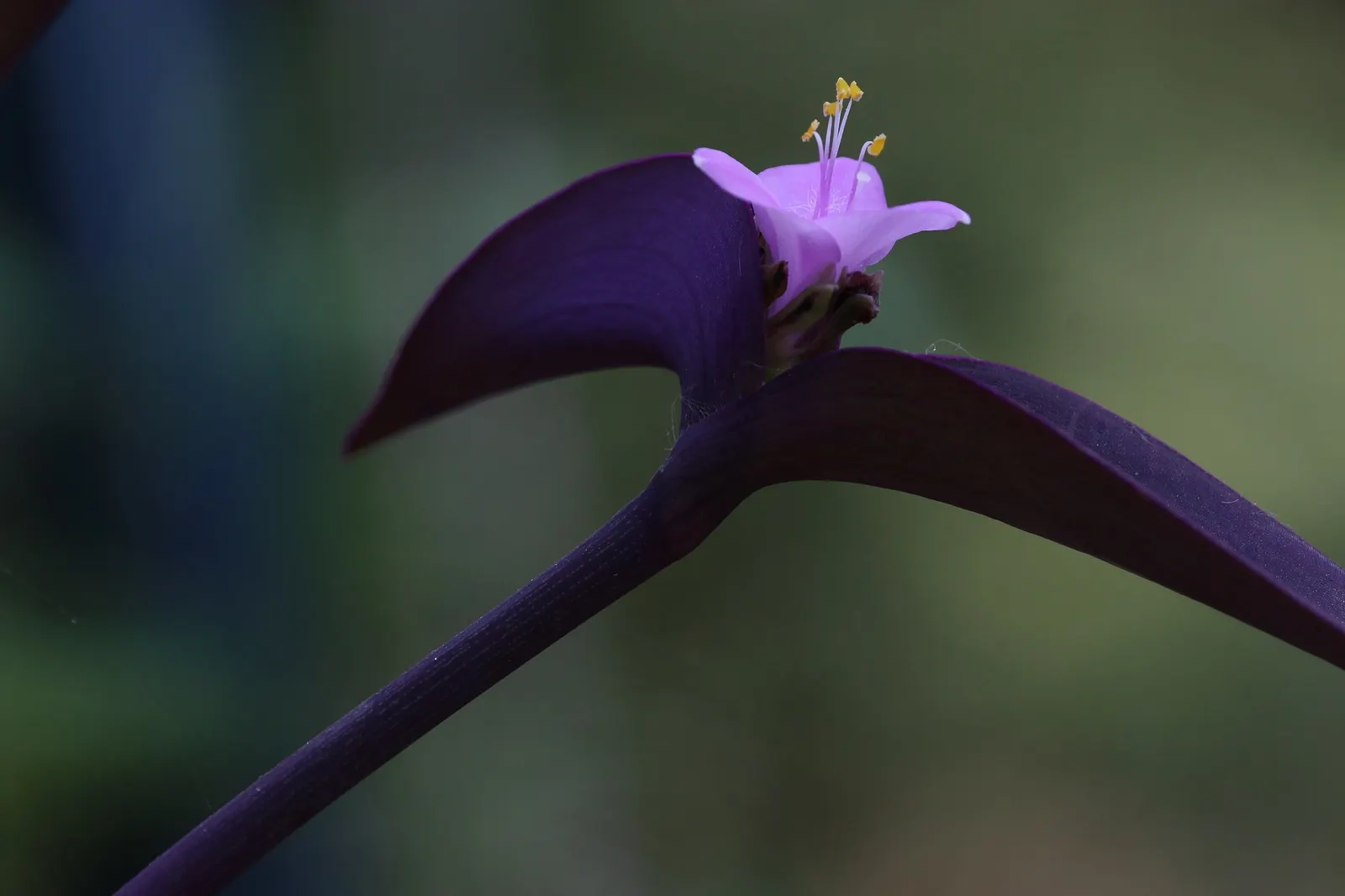 'Purple Queen' Purple Spiderwort (Tradescantia pallida) — It is perennial and root hardy in USDA Zones 8-11