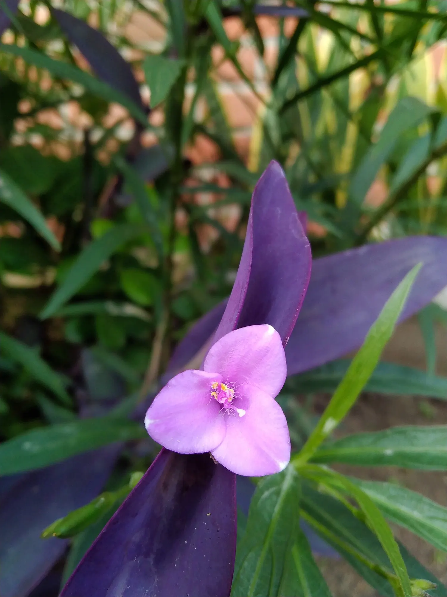'Purple Queen' Purple Spiderwort (Tradescantia pallida) — and as a vivid groundcover beneath taller annuals or perennials