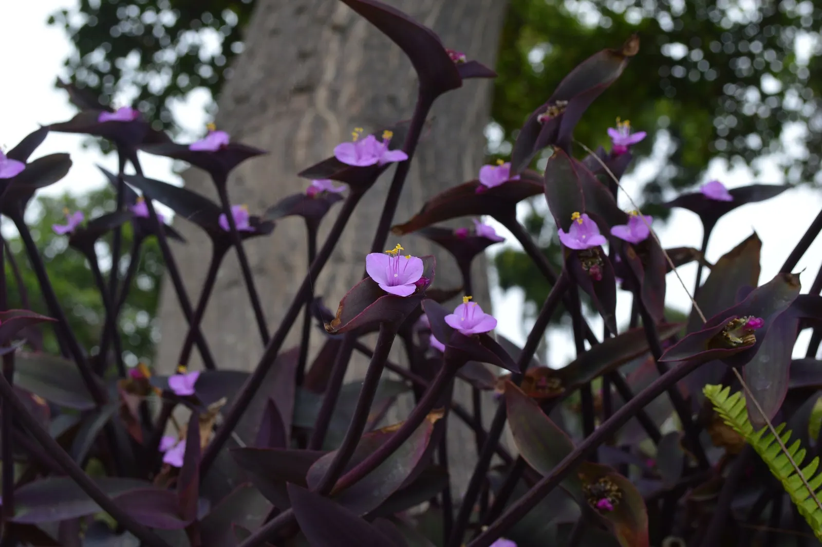 'Purple Queen' Purple Spiderwort (Tradescantia pallida) — More sun typically brings out deeper purple coloration, while shade may lend the foliage a softer