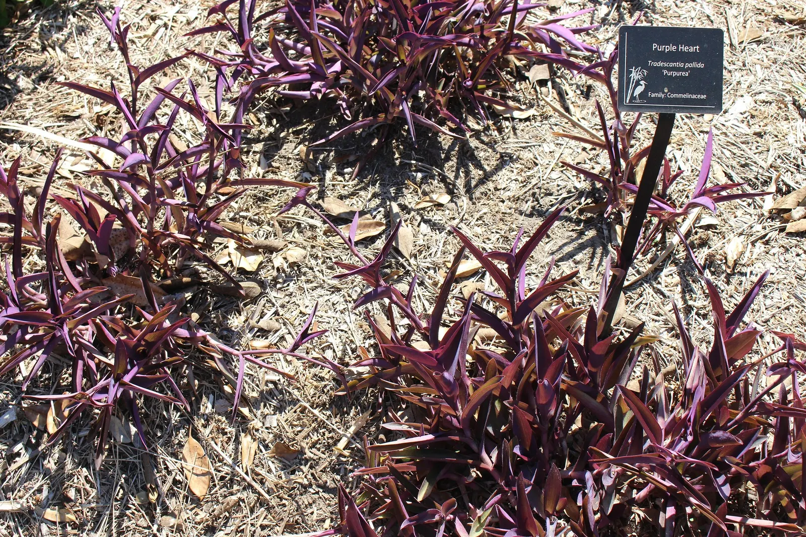 'Purple Queen' Purple Spiderwort (Tradescantia pallida) — and deadheading is not necessary.<br><br>In design