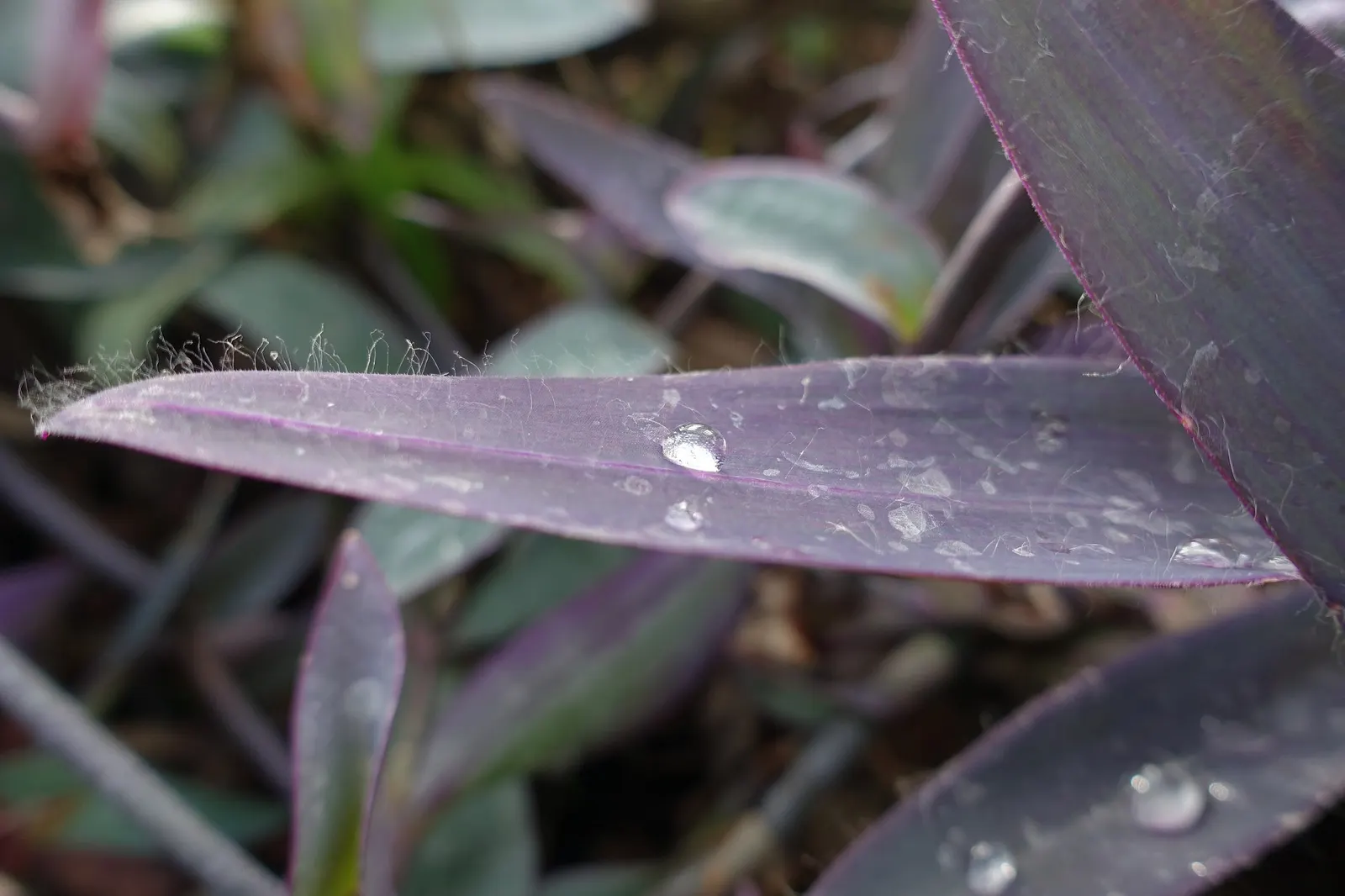 'Purple Queen' Purple Spiderwort (Tradescantia pallida) — spreading mass with stems that soften edges and spill gracefully where given room