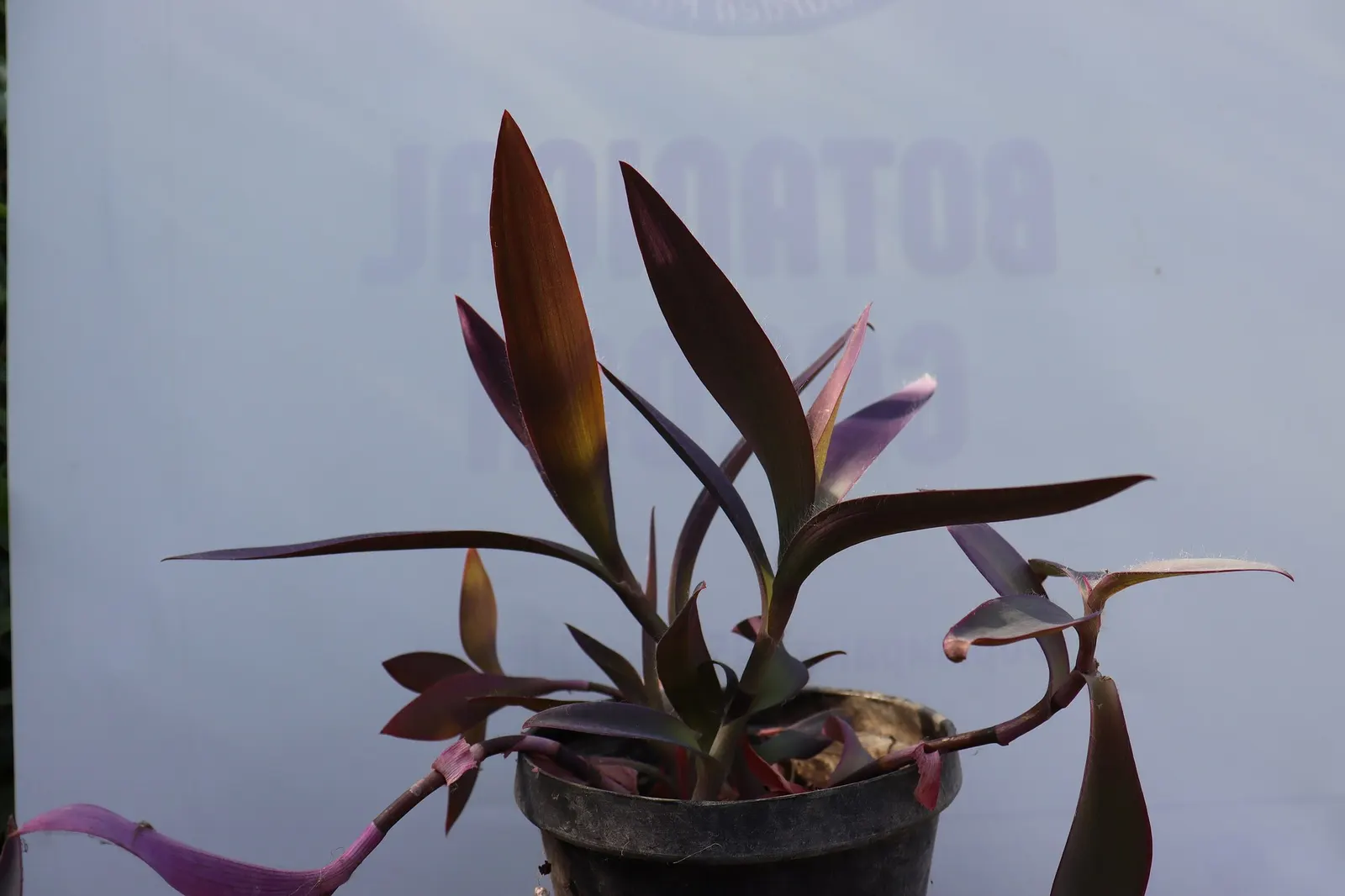 'Purple Queen' Purple Spiderwort (Tradescantia pallida) — yet it also responds well to regular moisture