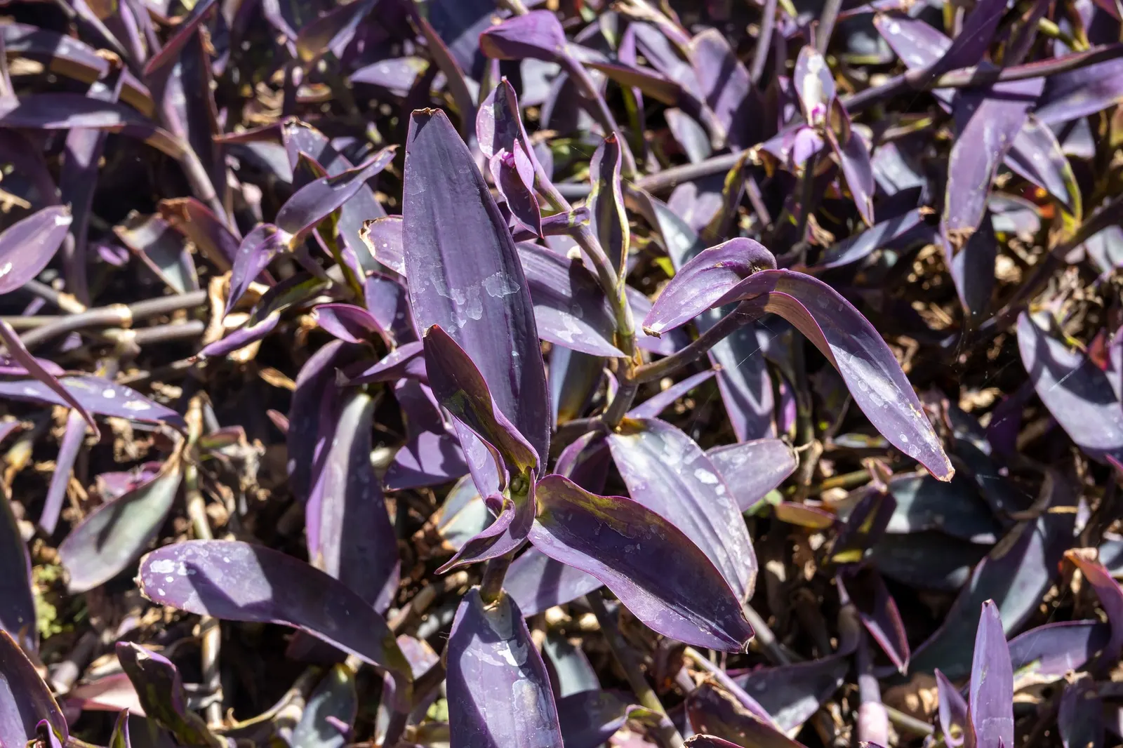 'Purple Queen' Purple Spiderwort (Tradescantia pallida) — 'Purple Queen' forms a low