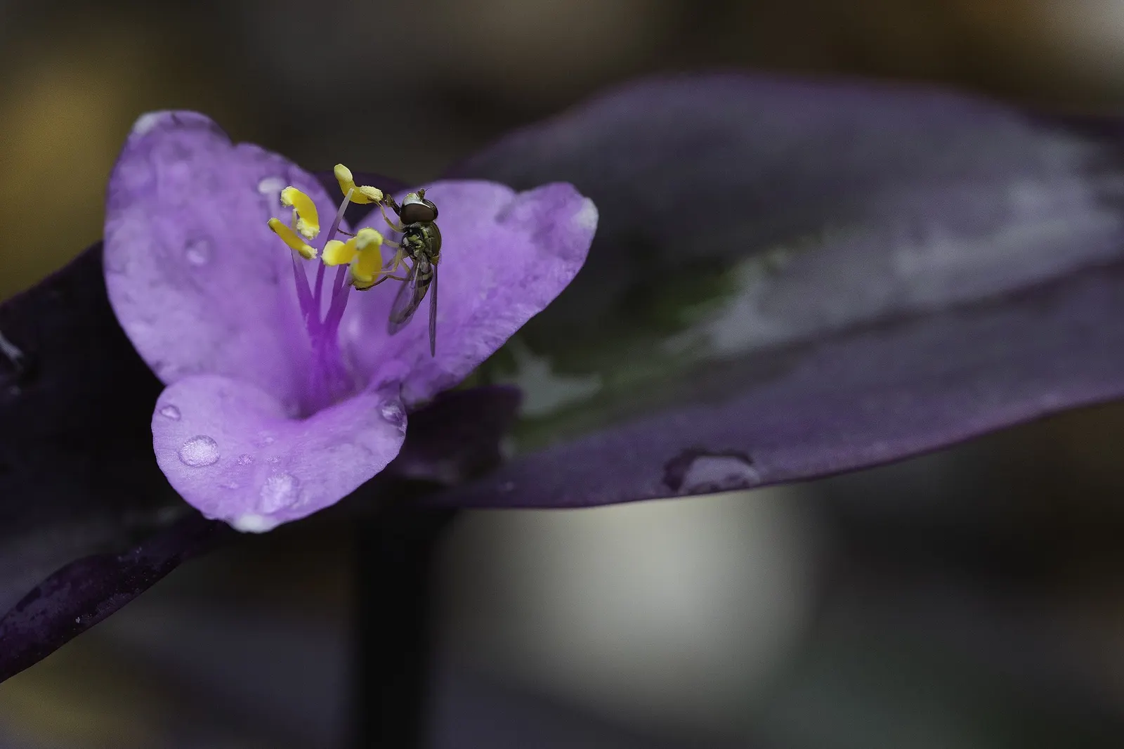 'Purple Queen' Purple Spiderwort (Tradescantia pallida) — while leaving stems untrimmed enhances its natural trailing character