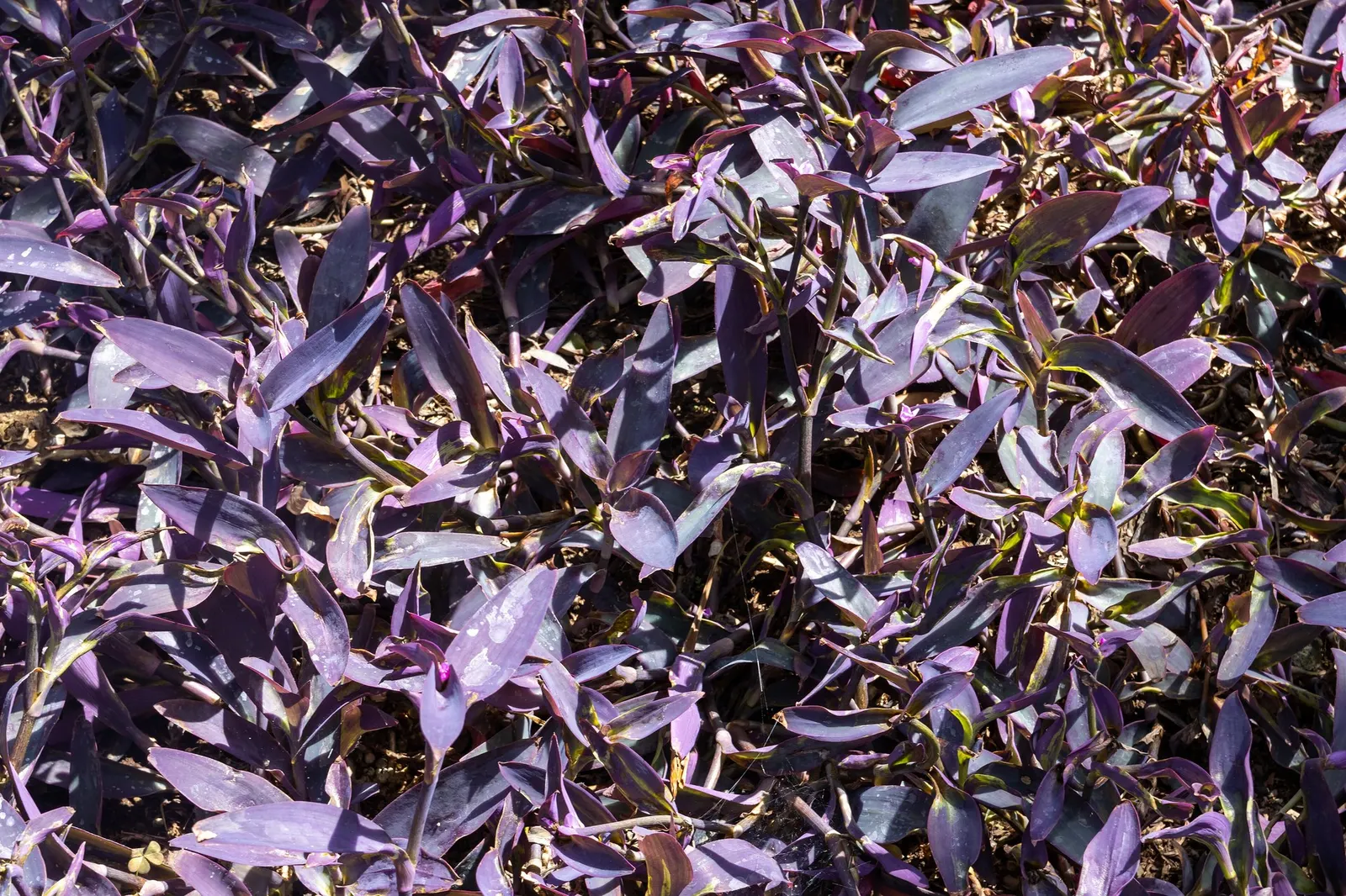 'Purple Queen' Purple Spiderwort (Tradescantia pallida) — almost jewel-toned leaves.<br><br>Reaching 12 to 18 inches tall and spreading 12 to 24 inches wide