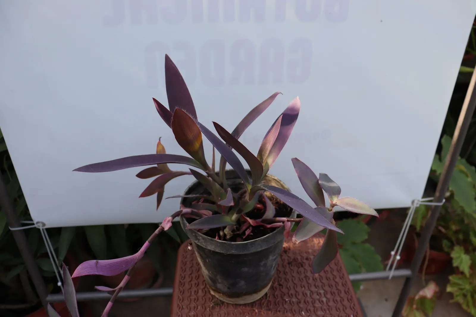 'Purple Queen' Purple Spiderwort (Tradescantia pallida) — it shows surprising drought tolerance for such a tropical-looking plant