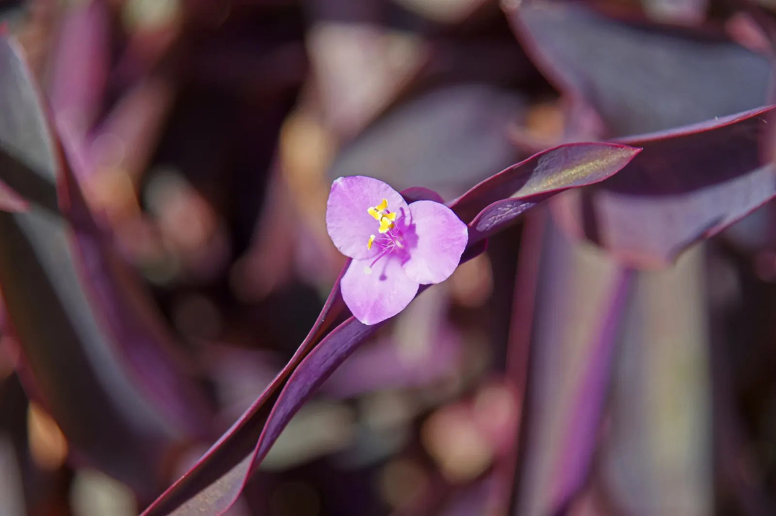 'Purple Queen' Purple Spiderwort (Tradescantia pallida) — it performs beautifully as a warm-season annual
