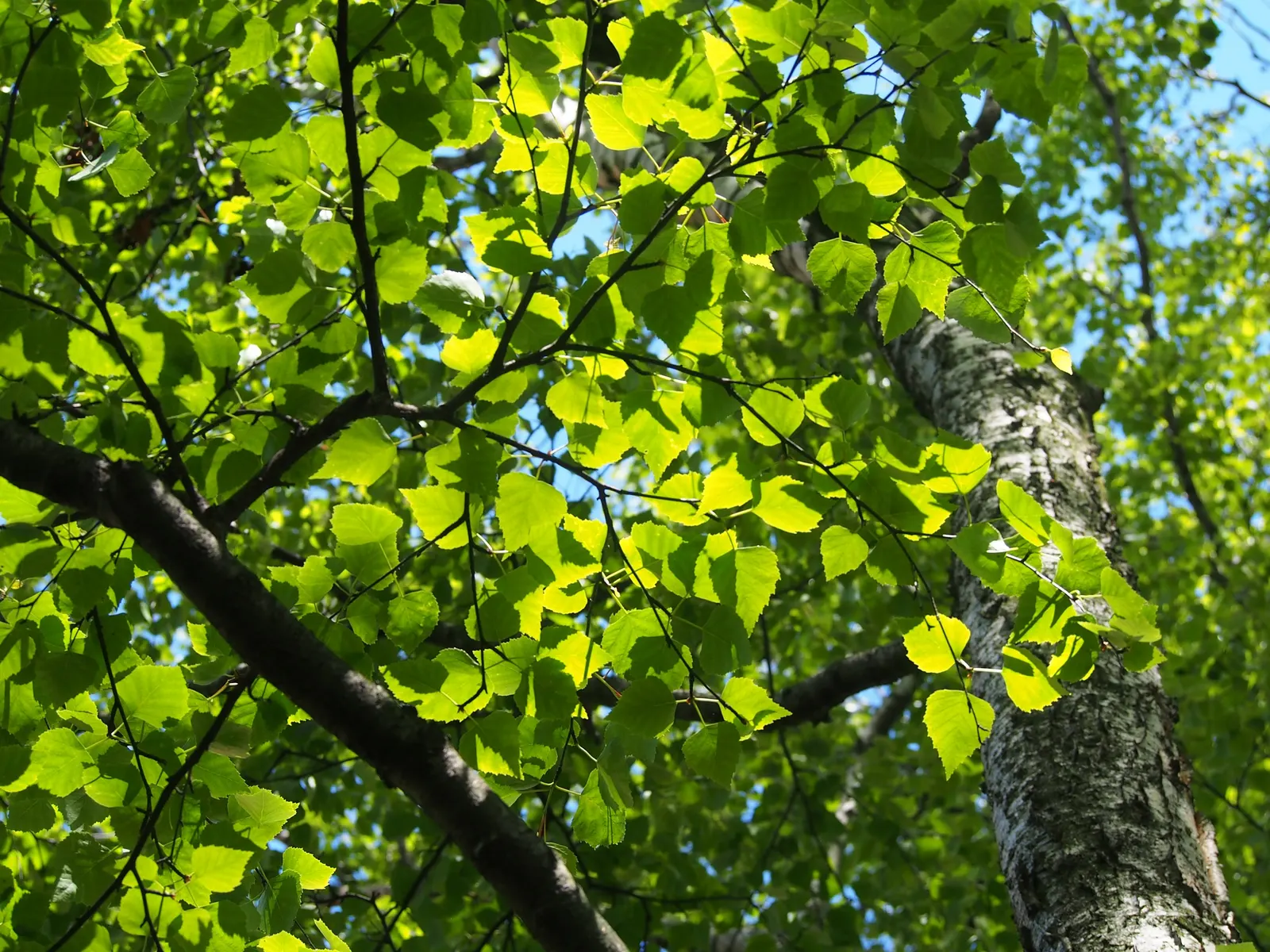European White Birch (Betula Pendula) — It prefers full sun to partial shade and is highly adaptable to various soil types; especially during dry, image 67