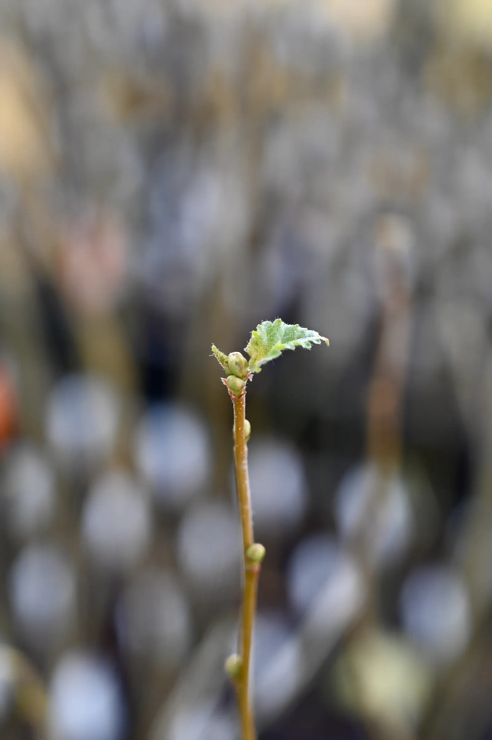European White Birch (Betula Pendula) — Suited for USDA zones 2-7, it thrives in full sun and well-drained soil; though it flourishes in well-draining soil