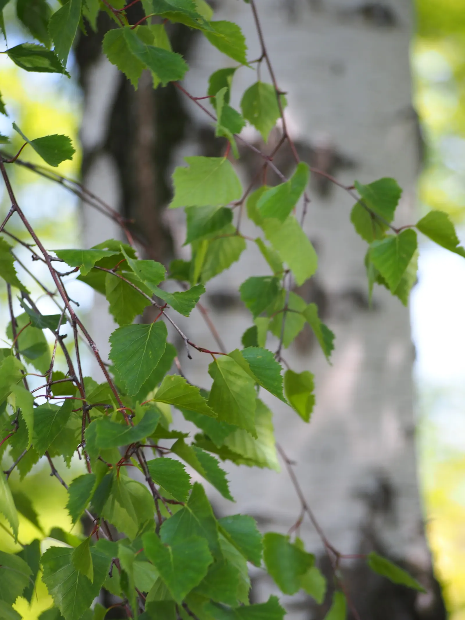 European White Birch (Betula Pendula) — Originating from Europe and parts of Asia, this deciduous tree offers visual interest throughout the seasons