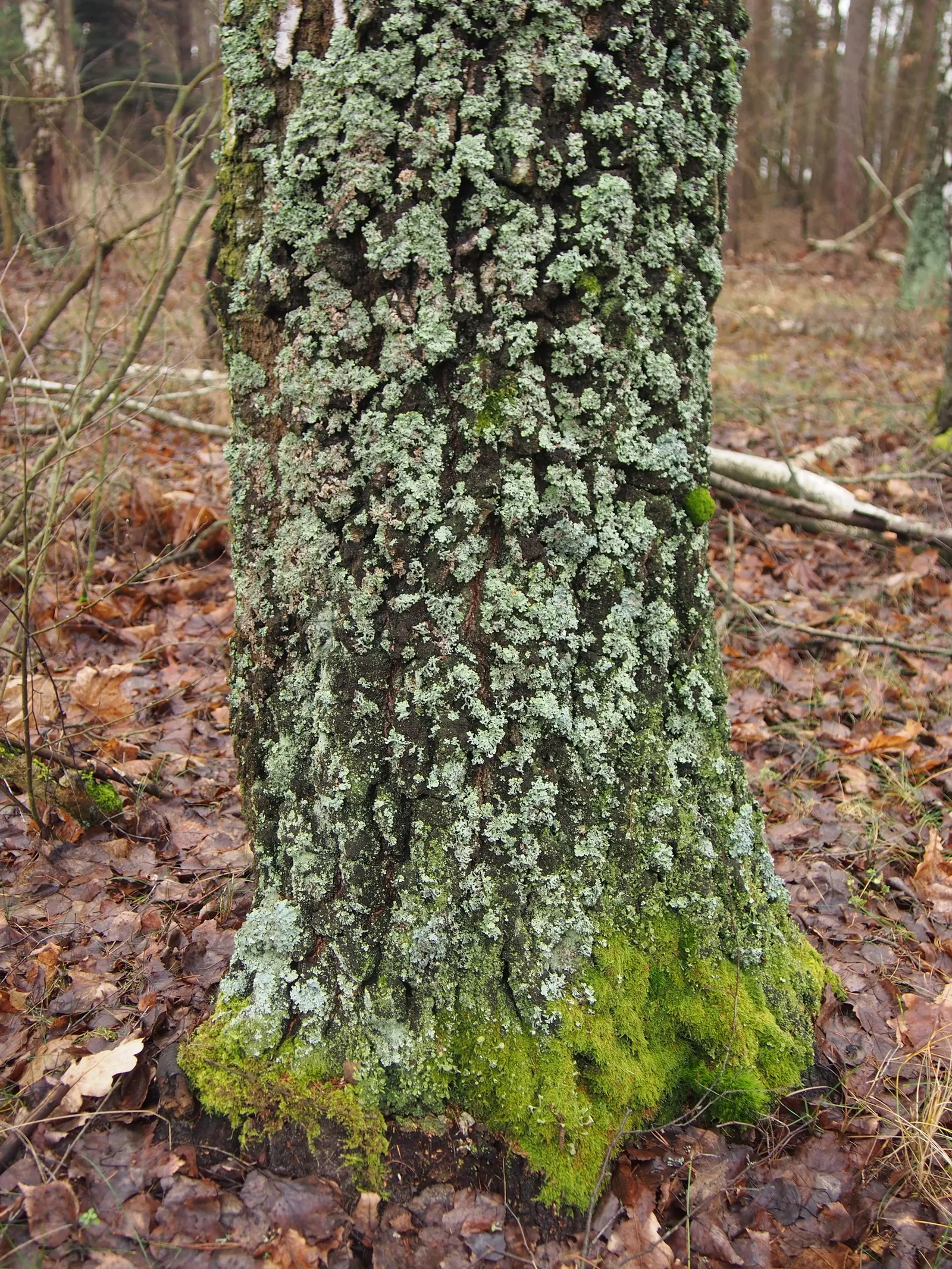 European White Birch (Betula Pendula) — Regular watering is important