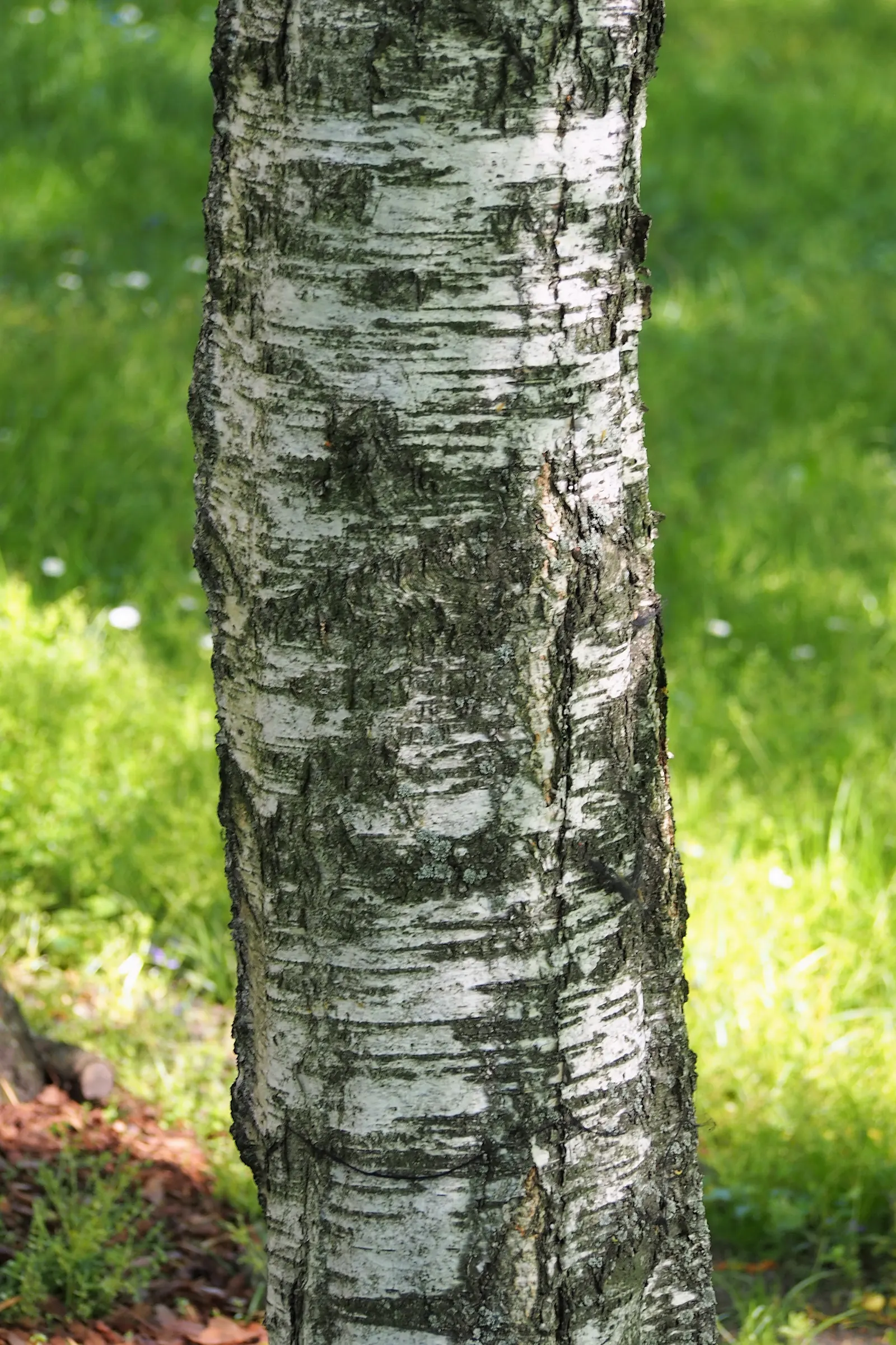 European White Birch (Betula Pendula) — Adds an elegant, airy feel to landscapes and provides striking winter interest with its textured bark