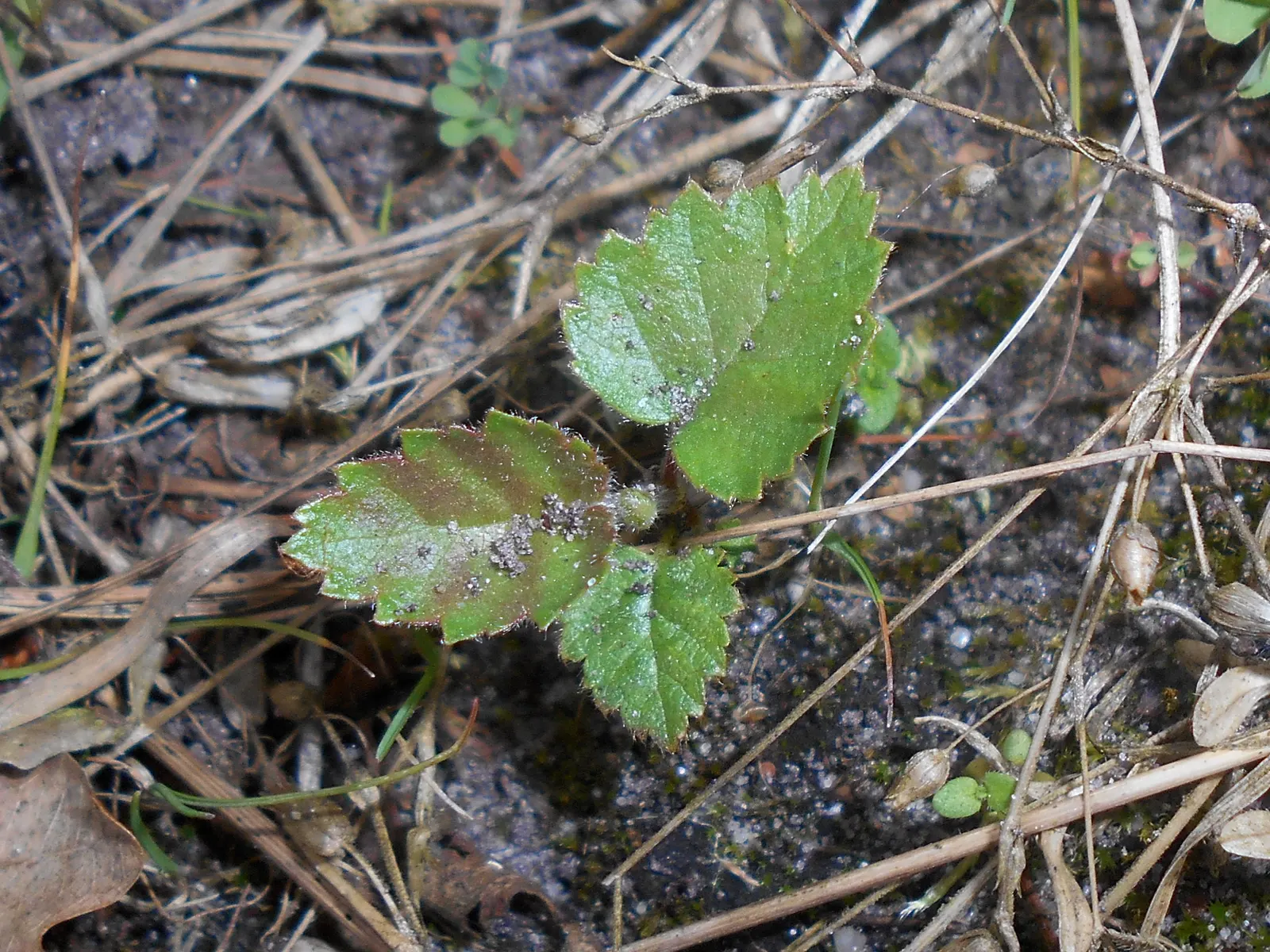 European White Birch (Betula Pendula) — It prefers full sun to partial shade and is highly adaptable to various soil types; especially during dry periods