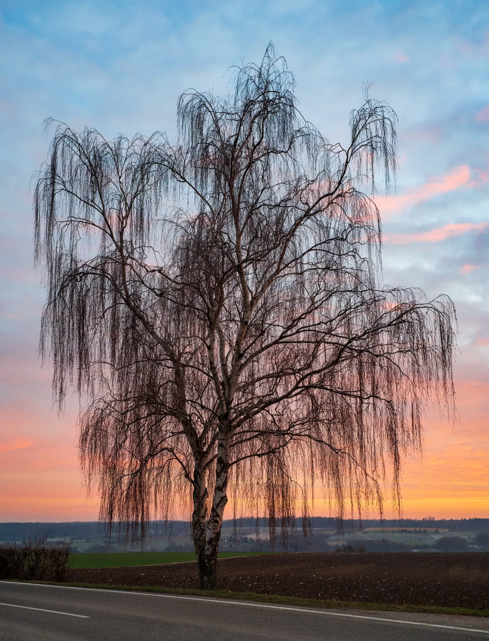 European White Birch (Betula Pendula) — Regular watering is important; it thrives in USDA Hardiness Zones 2 to 7, indicating a strong tolerance for cold