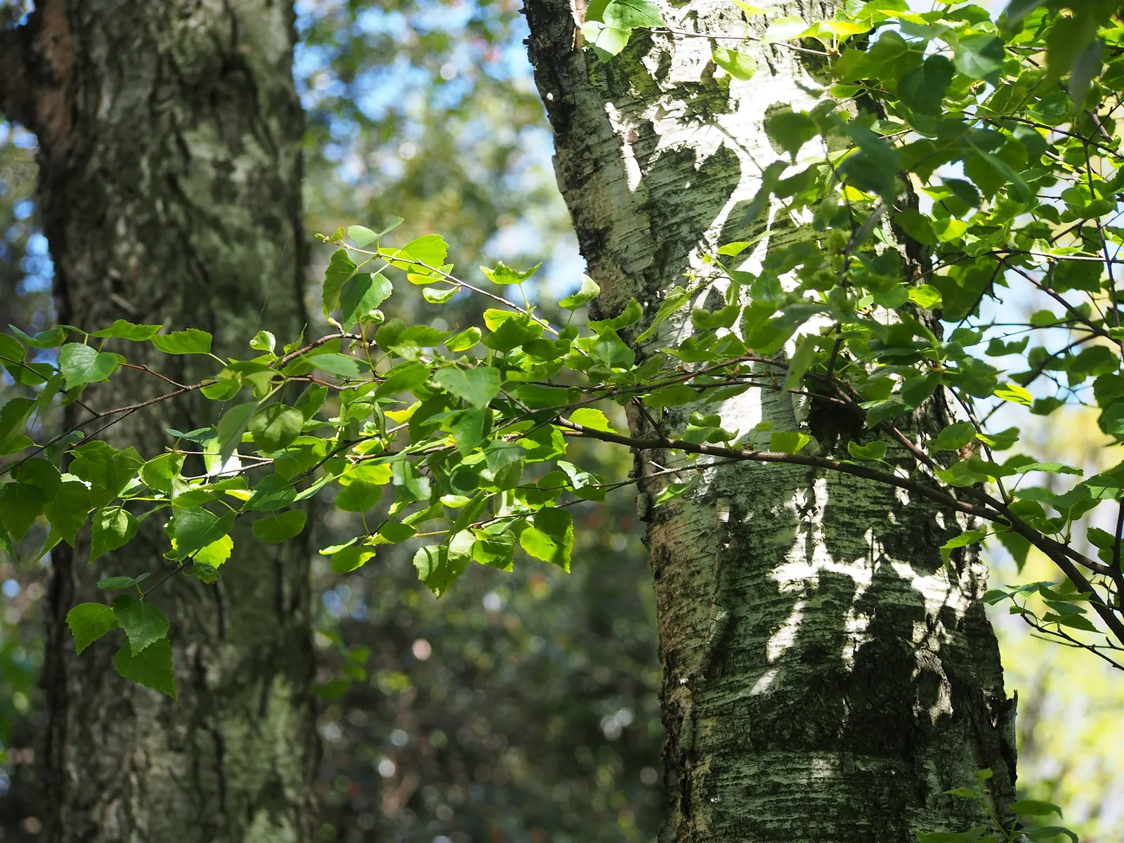 European White Birch (Betula Pendula) — Its delicate, triangular leaves turn golden in fall; presents a striking addition to any landscape with its, image 58