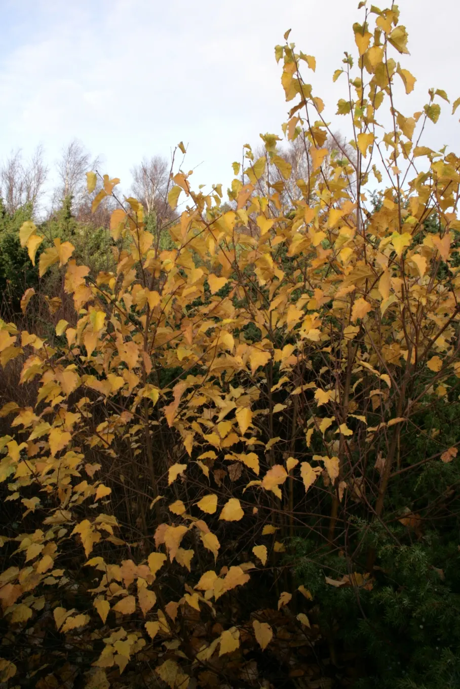 European White Birch (Betula Pendula) — suiting it well for medium to large-scale landscapes; characterized by its silver-white bark and pendulous branches
