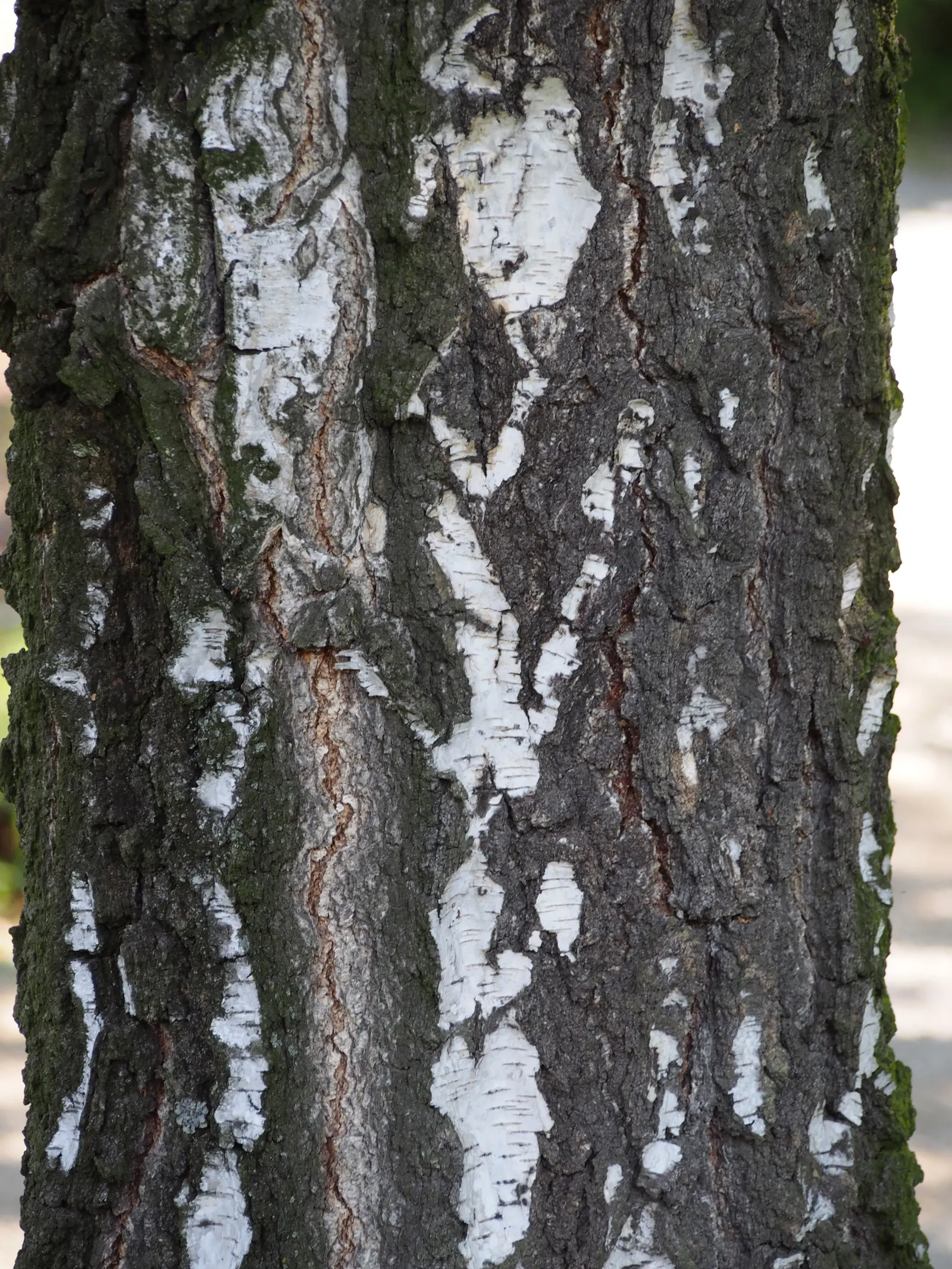 European White Birch (Betula Pendula) — tree for full or half