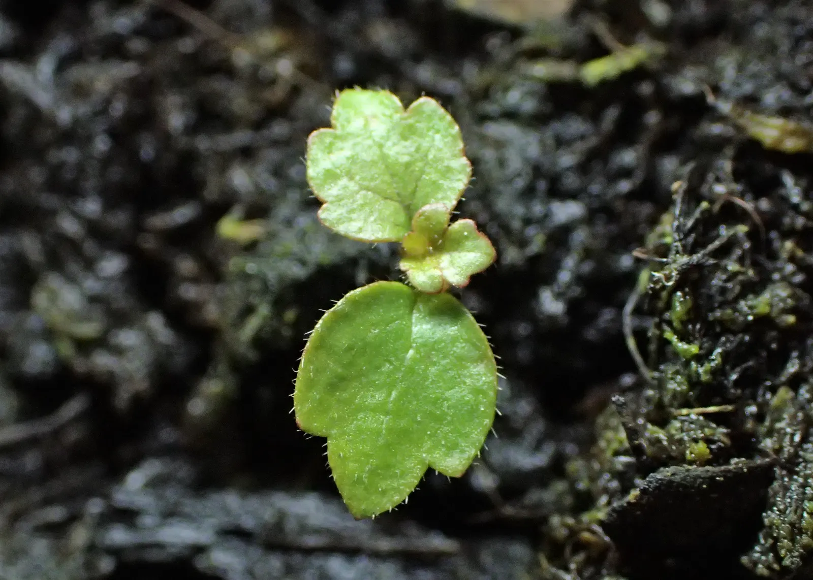 European White Birch (Betula Pendula) — It thrives in USDA Hardiness Zones 2 to 7, indicating a strong tolerance for cold climates; originating, image 66
