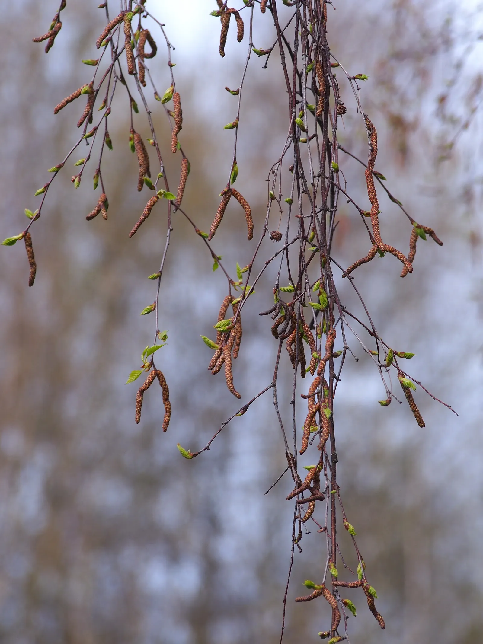 European White Birch (Betula Pendula) — sweeping branches and distinctive white bark that peels in fine horizontal strips