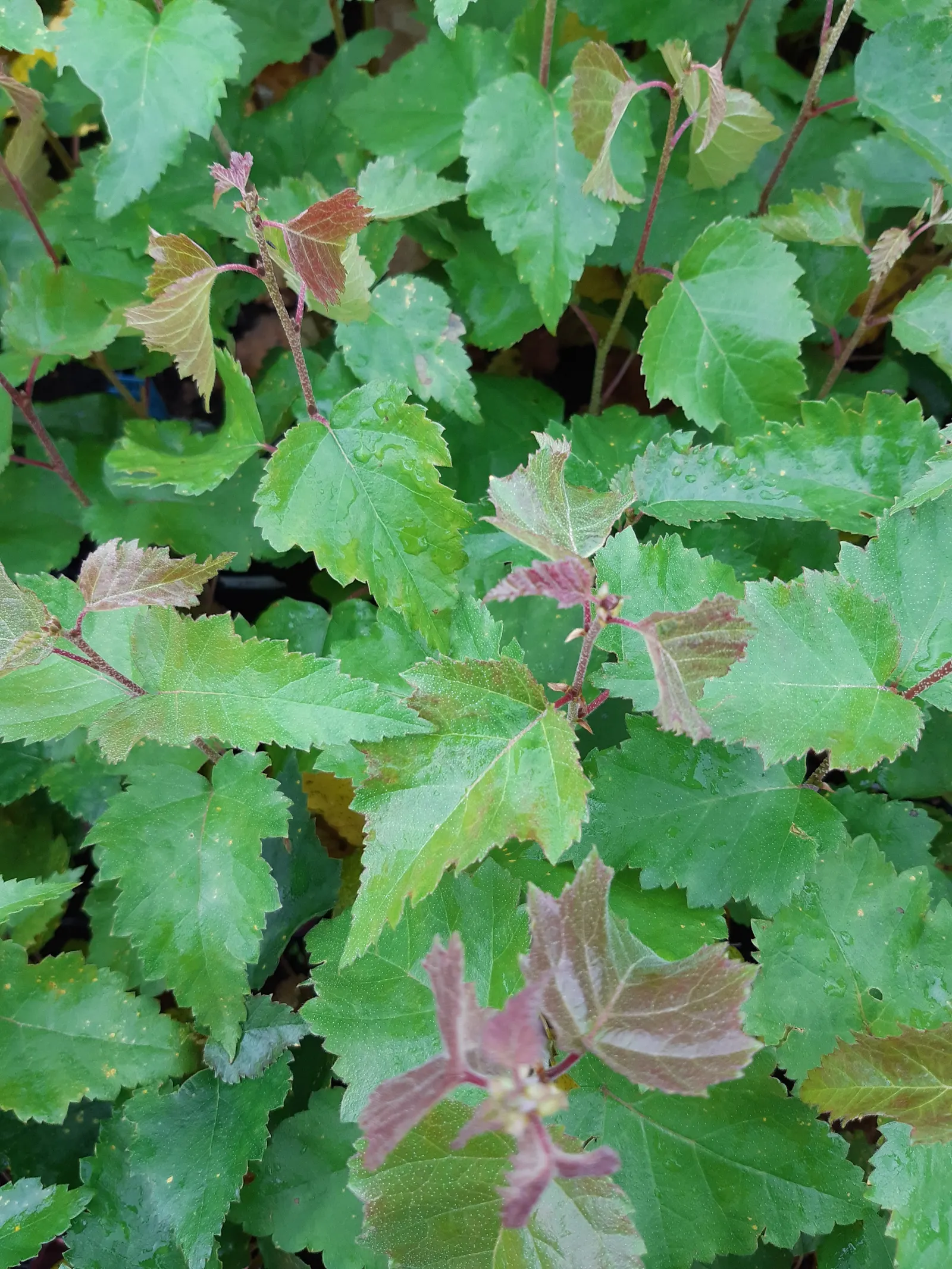 European White Birch (Betula Pendula) — presents a striking addition to any landscape with its graceful; triangular leaves which turn a vibrant, image 43