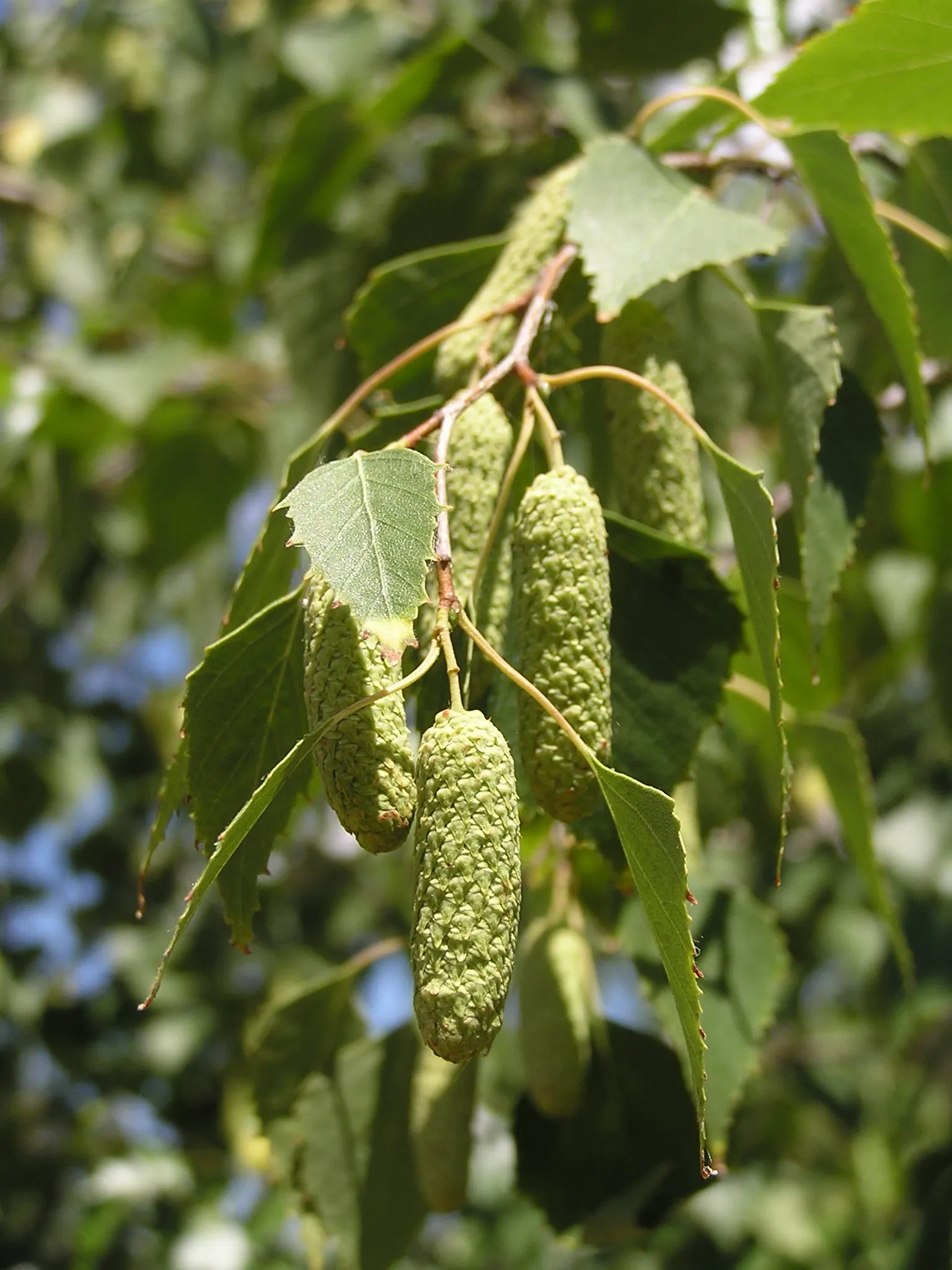 European White Birch (Betula Pendula) — sweeping branches and distinctive white bark that peels in fine horizontal strips; often, they're planted, image 44