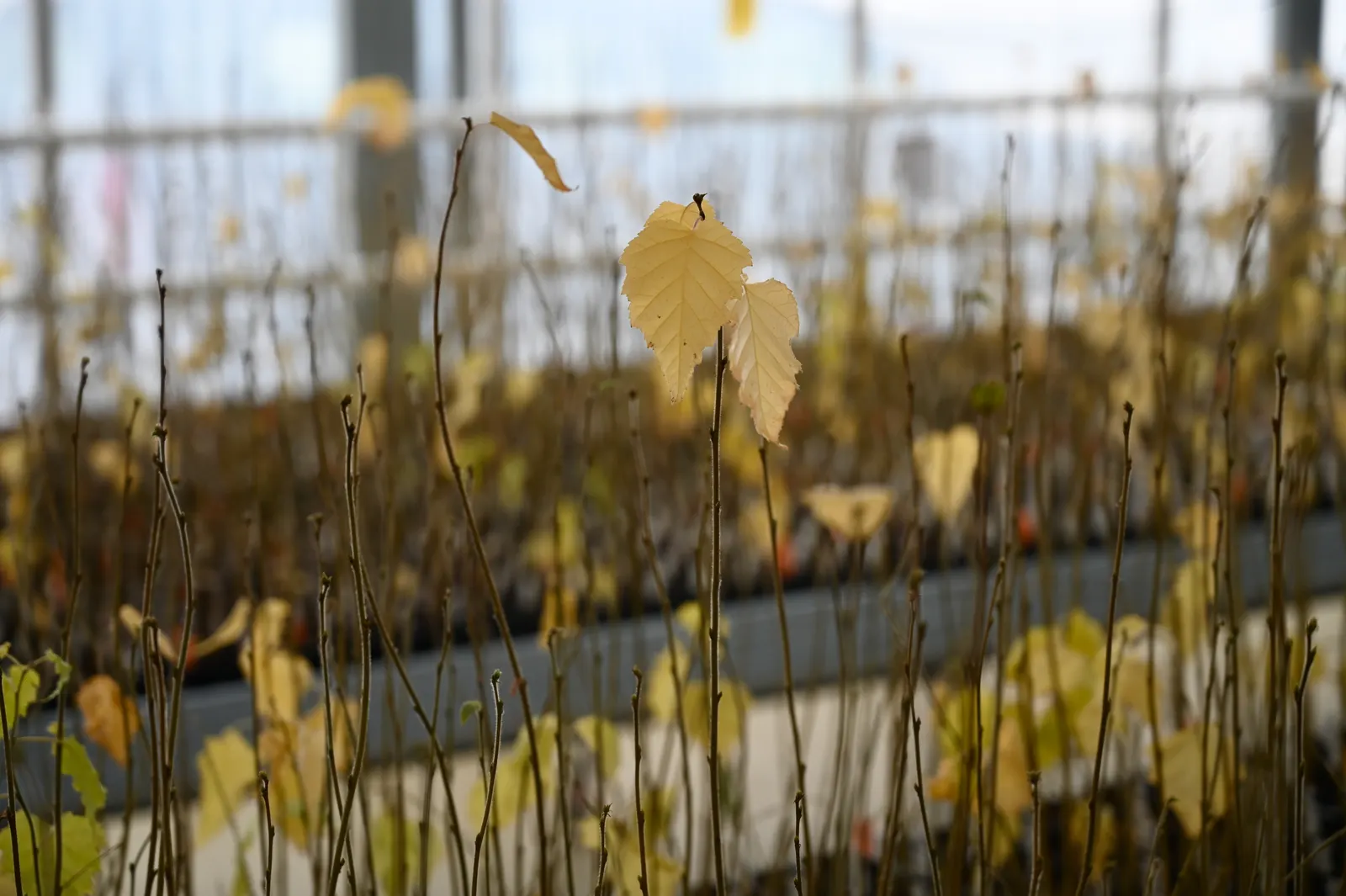 European White Birch (Betula Pendula) — Regular watering is important; it thrives in USDA Hardiness Zones 2 to 7, indicating a strong tolerance for, image 51