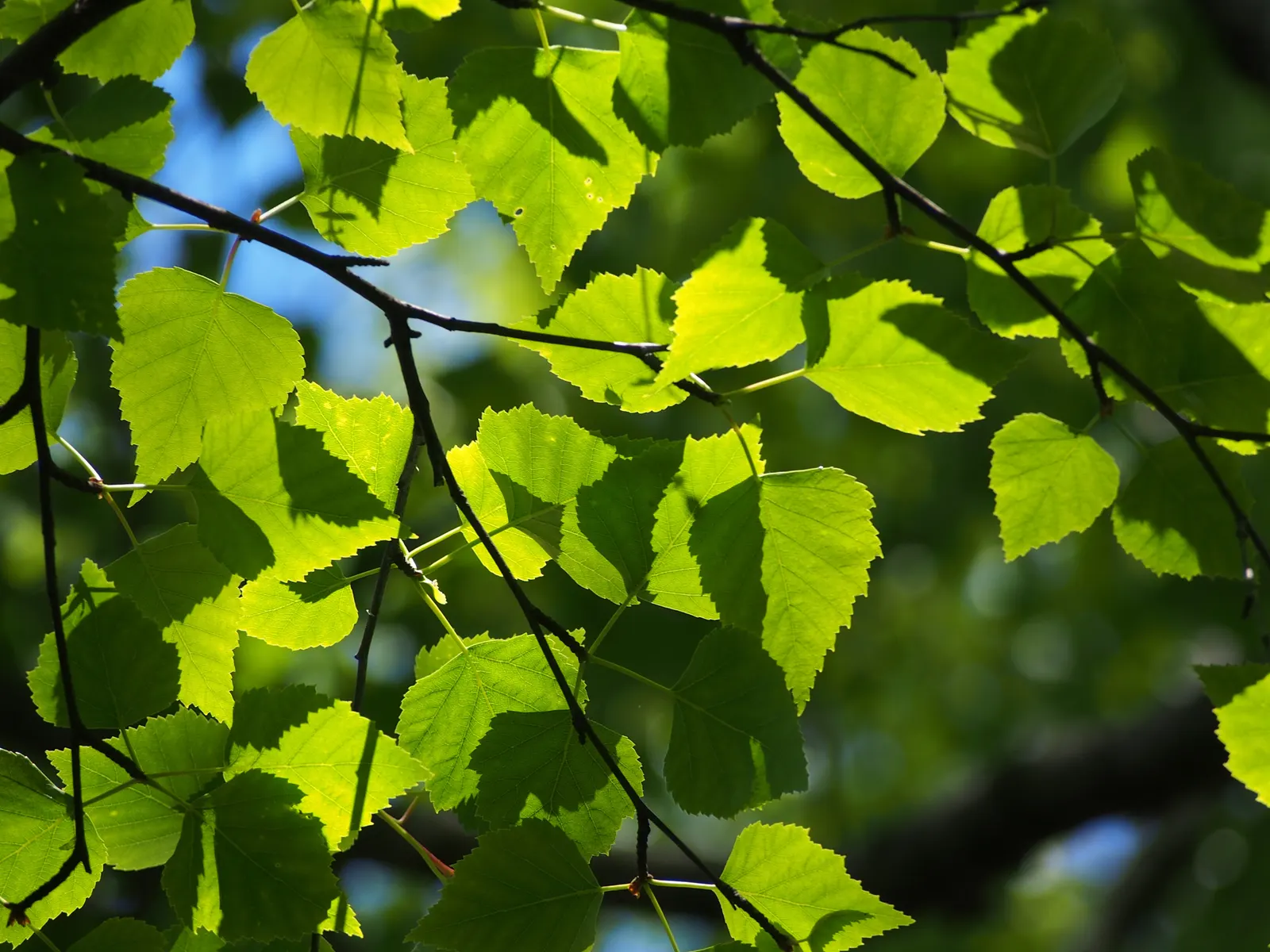 European White Birch (Betula Pendula) — characterized by its silver-white bark and pendulous branches; suiting it well for medium to large-scale, image 56