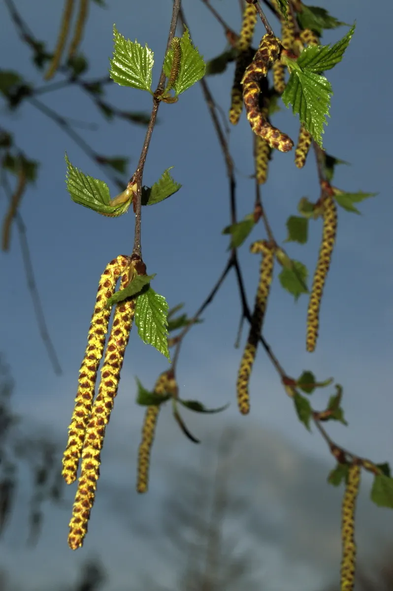 European White Birch (Betula Pendula) — especially during dry periods; the European White Birch (Betula pendula) ‚Äì a graceful deciduous tree, image 52
