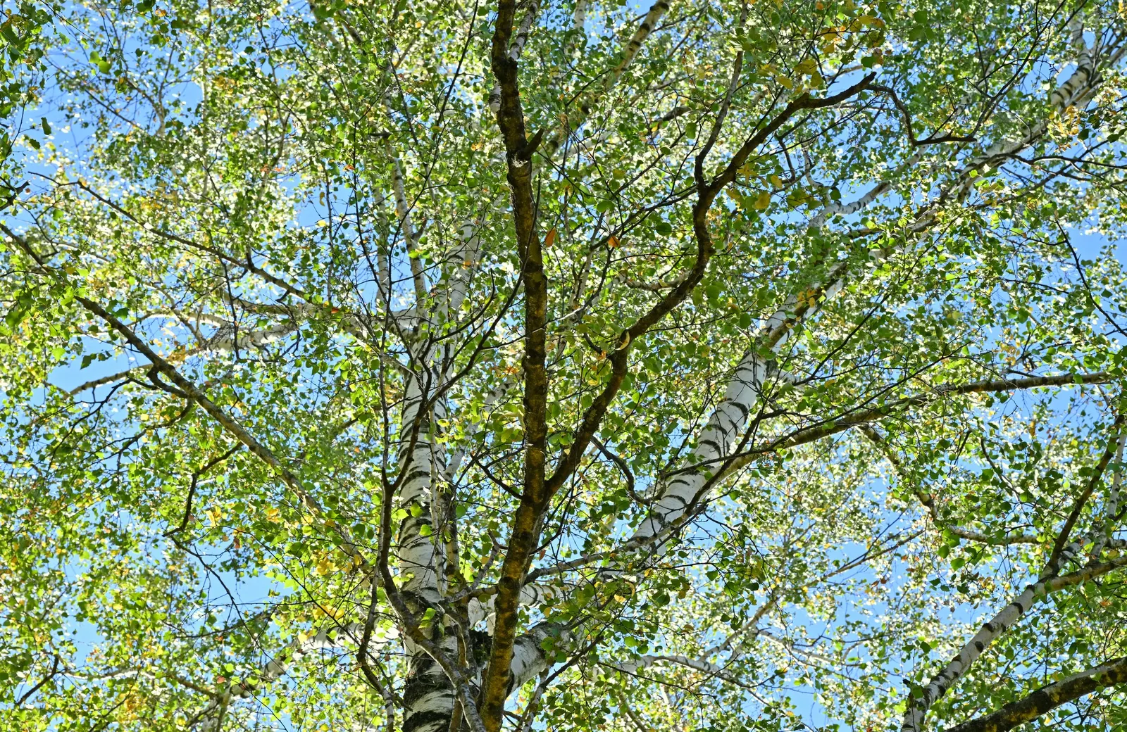 European White Birch (Betula Pendula) — triangular leaves which turn a vibrant yellow hue in the fall before shedding