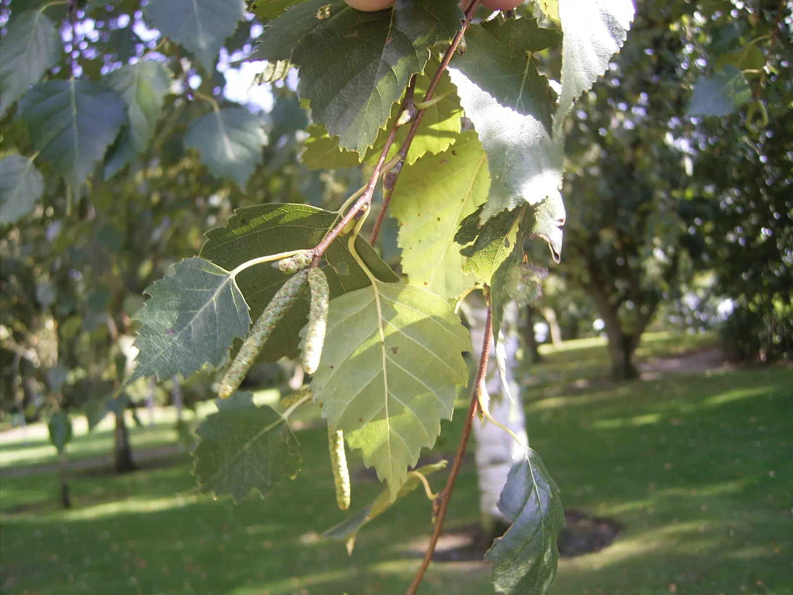 European White Birch (Betula Pendula) — Often, they're planted in groups or as a solitary feature for dramatic effect