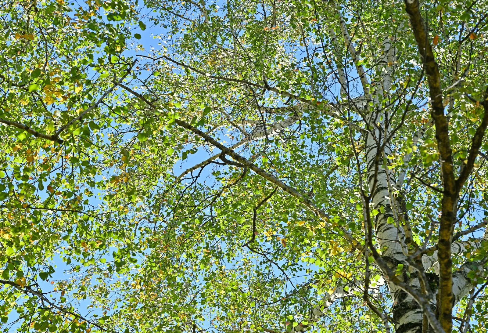 European White Birch (Betula Pendula) — characterized by its silver-white bark and pendulous branches; suiting it well for medium to large-scale landscapes