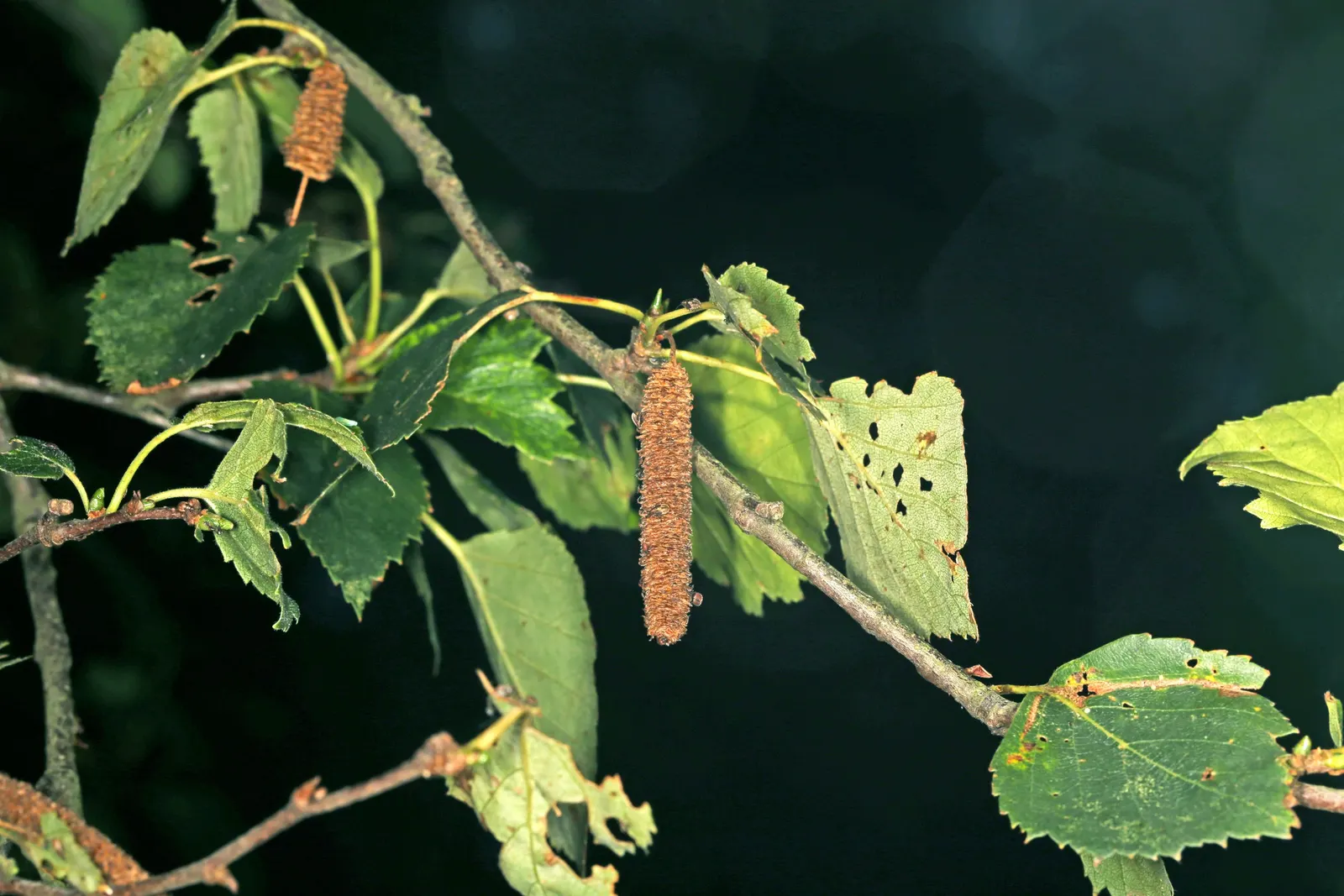 European White Birch (Betula Pendula) — though it flourishes in well-draining soil conditions; suited for USDA zones 2-7, it thrives in full sun and