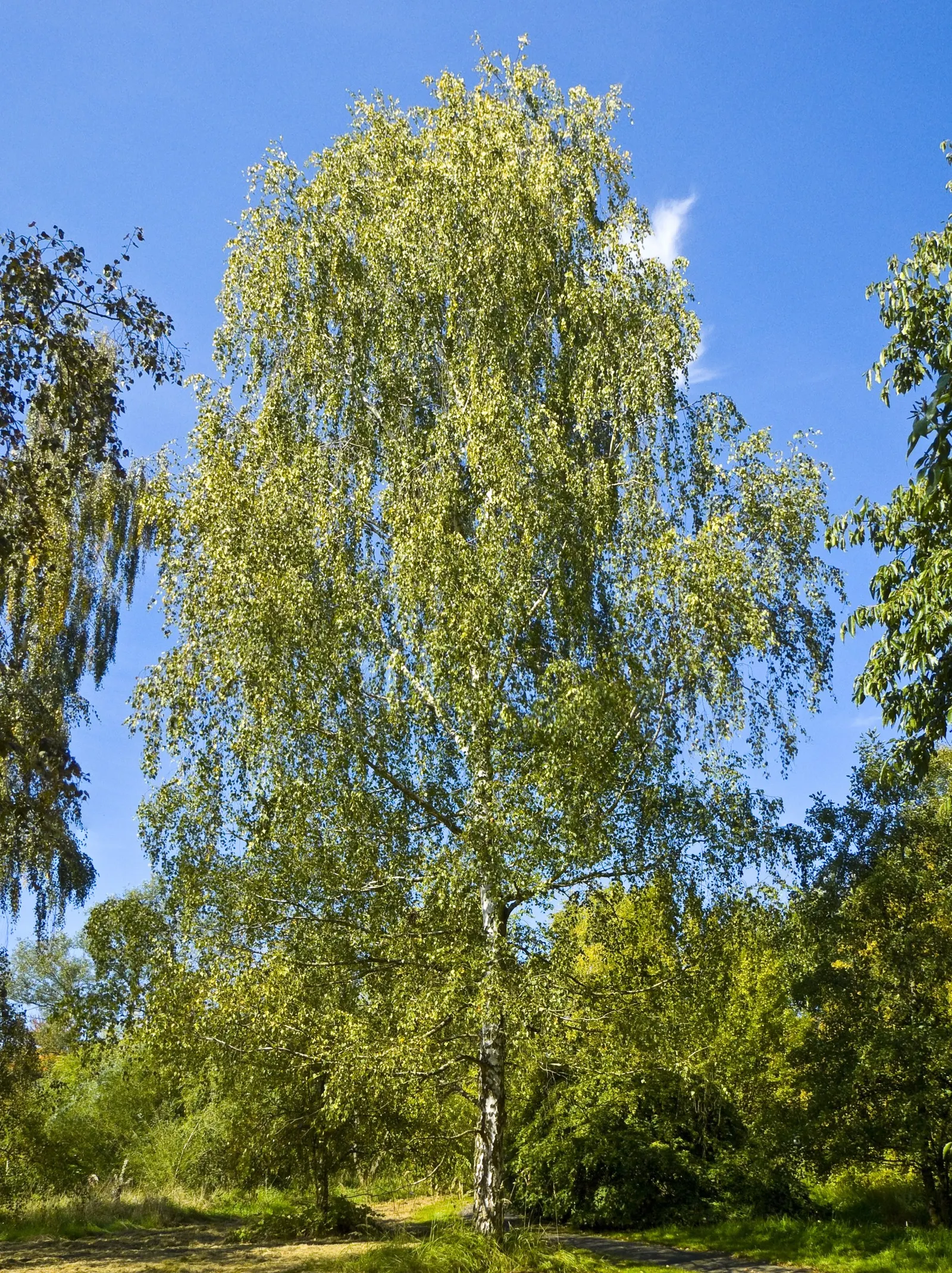 European White Birch (Betula Pendula) — Suited for USDA zones 2-7, it thrives in full sun and well-drained soil; though it flourishes in, image 59