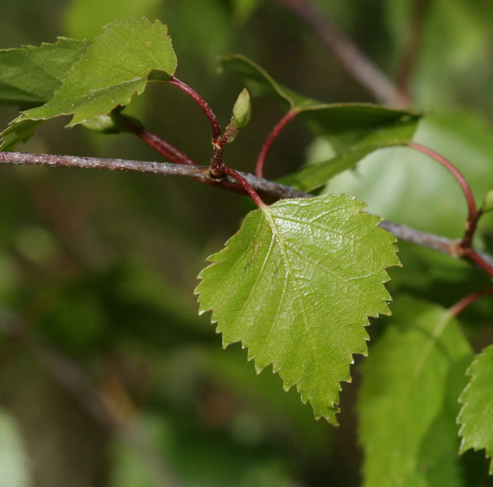 European White Birch (Betula Pendula) — Originating from Europe and parts of Asia, this deciduous tree offers visual interest throughout the seasons; adds an