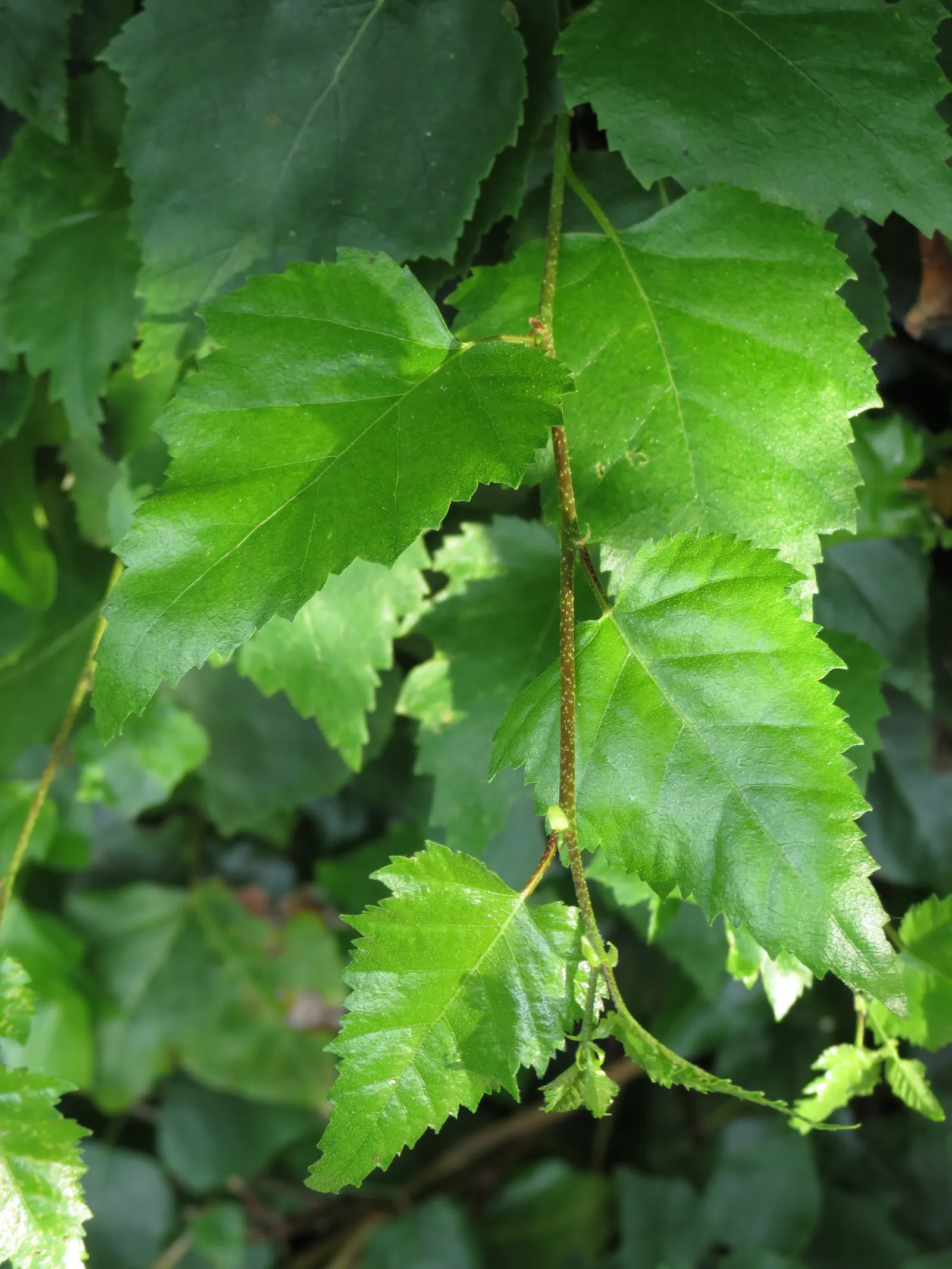 European White Birch (Betula Pendula) — tree for full or half; regular watering is important, image 54