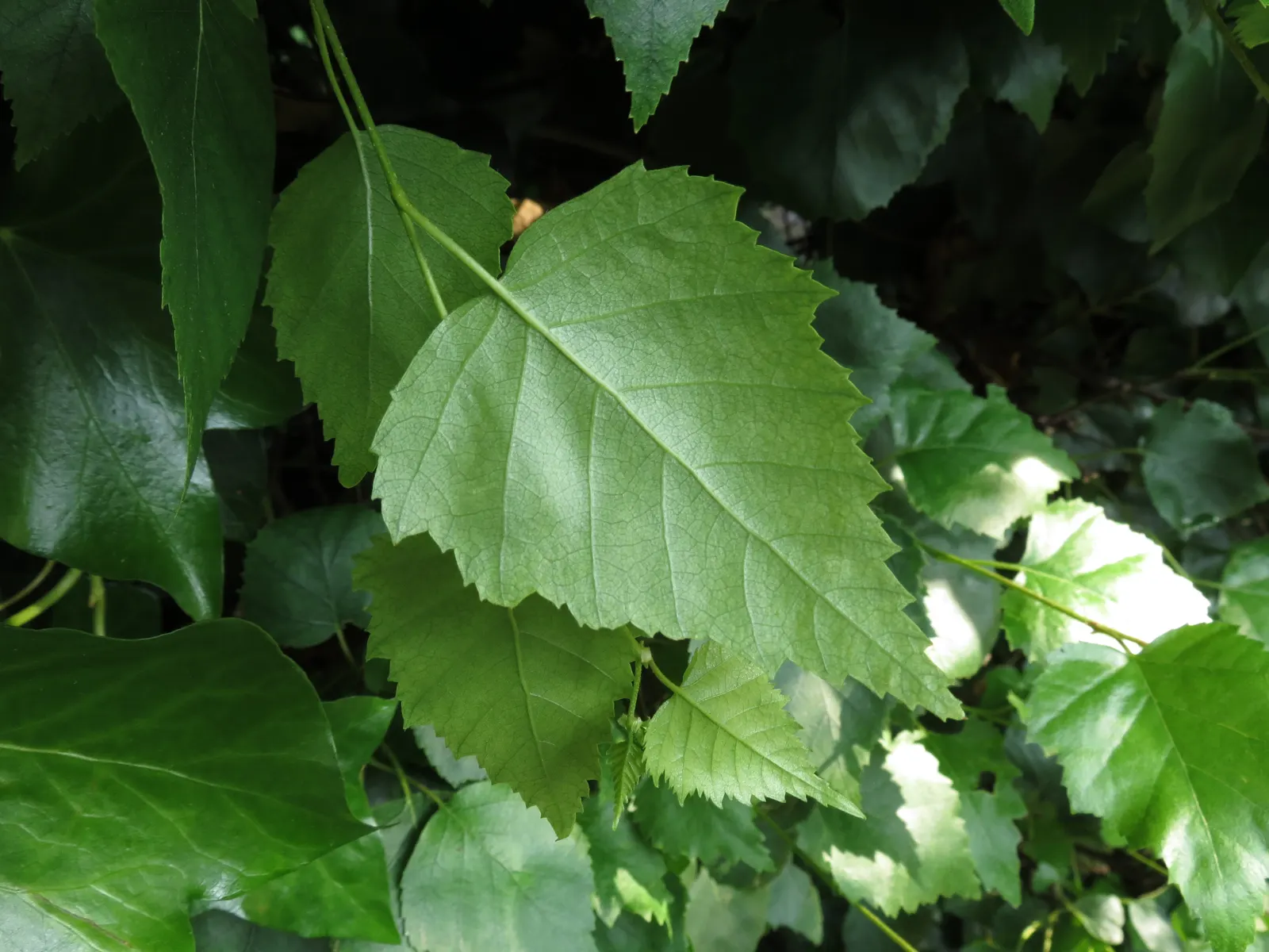 European White Birch (Betula Pendula) — characterized by its silver-white bark and pendulous branches; suiting it well for medium to large-scale, image 38