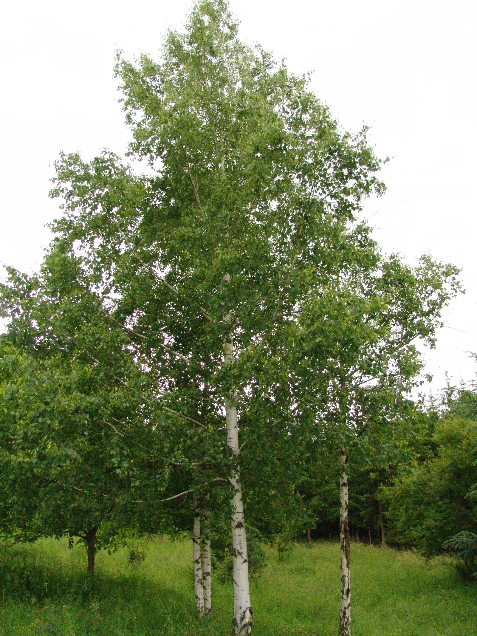 European White Birch (Betula Pendula) — Mature specimens reach 40-50 ft in height with a 20-30 ft spread; tree for full or half, image 57