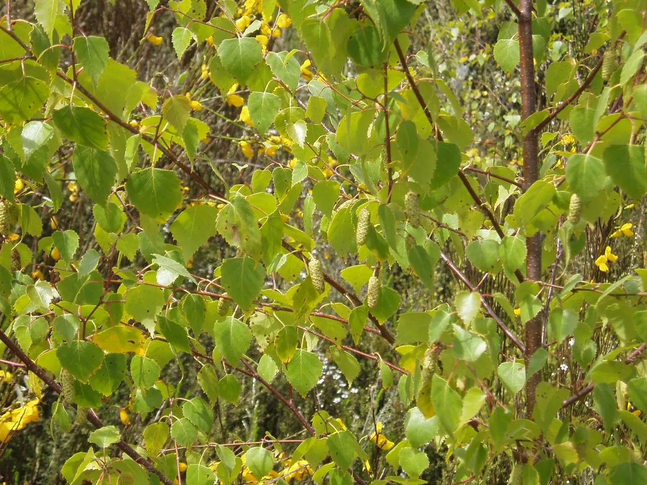 European White Birch (Betula Pendula) — presents a striking addition to any landscape with its graceful