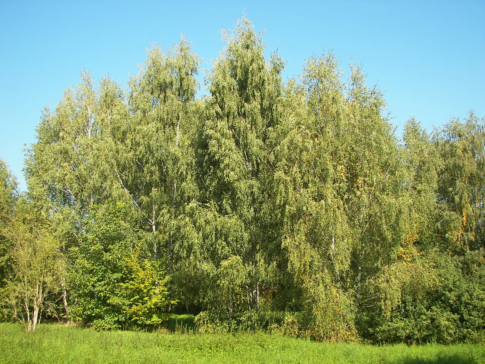 European White Birch (Betula Pendula) — Originating from Europe and parts of Asia, this deciduous tree offers visual interest throughout the, image 63
