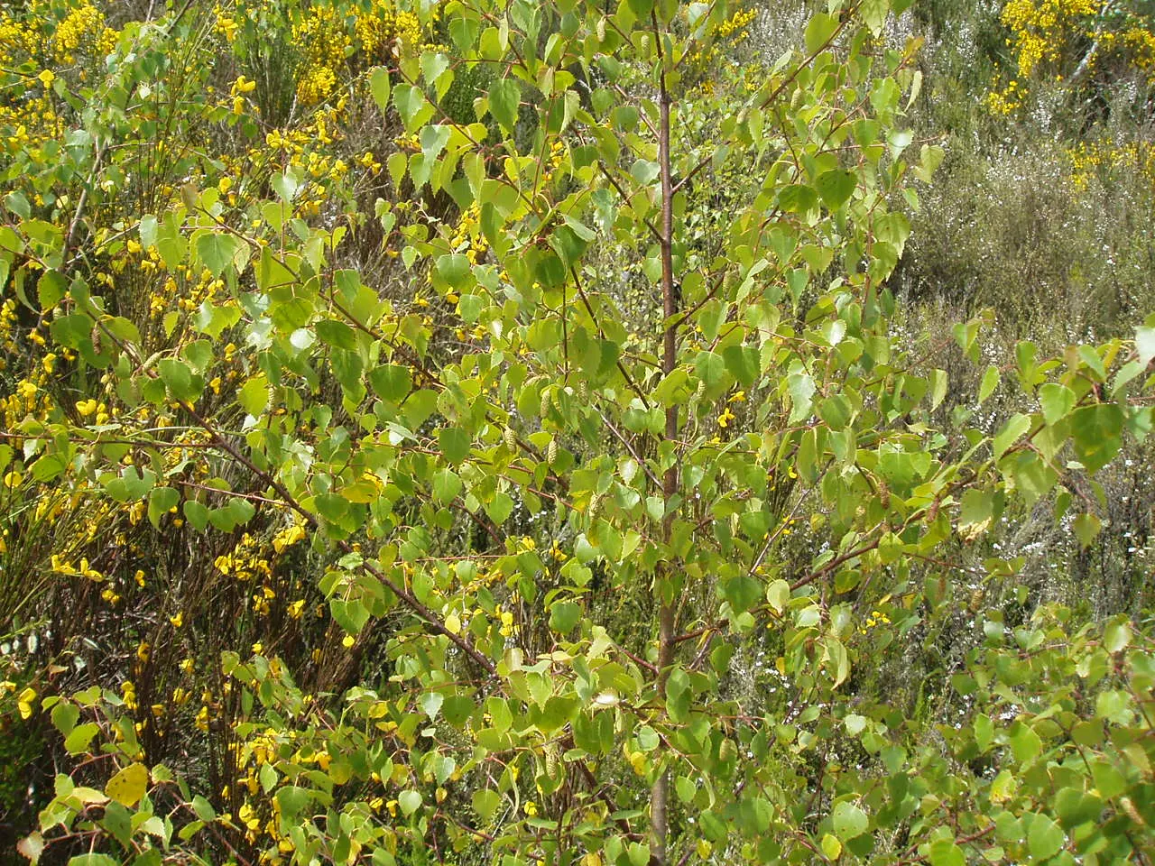 European White Birch (Betula Pendula) — sweeping branches and distinctive white bark that peels in fine horizontal strips; often, they're planted in groups or