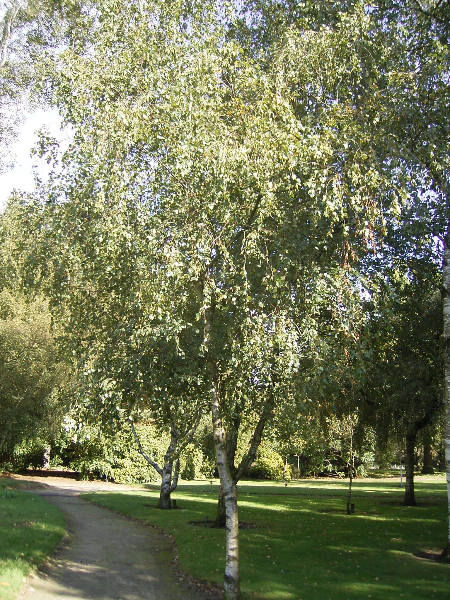 European White Birch (Betula Pendula) — The European White Birch (Betula pendula) ‚Äì a graceful deciduous tree